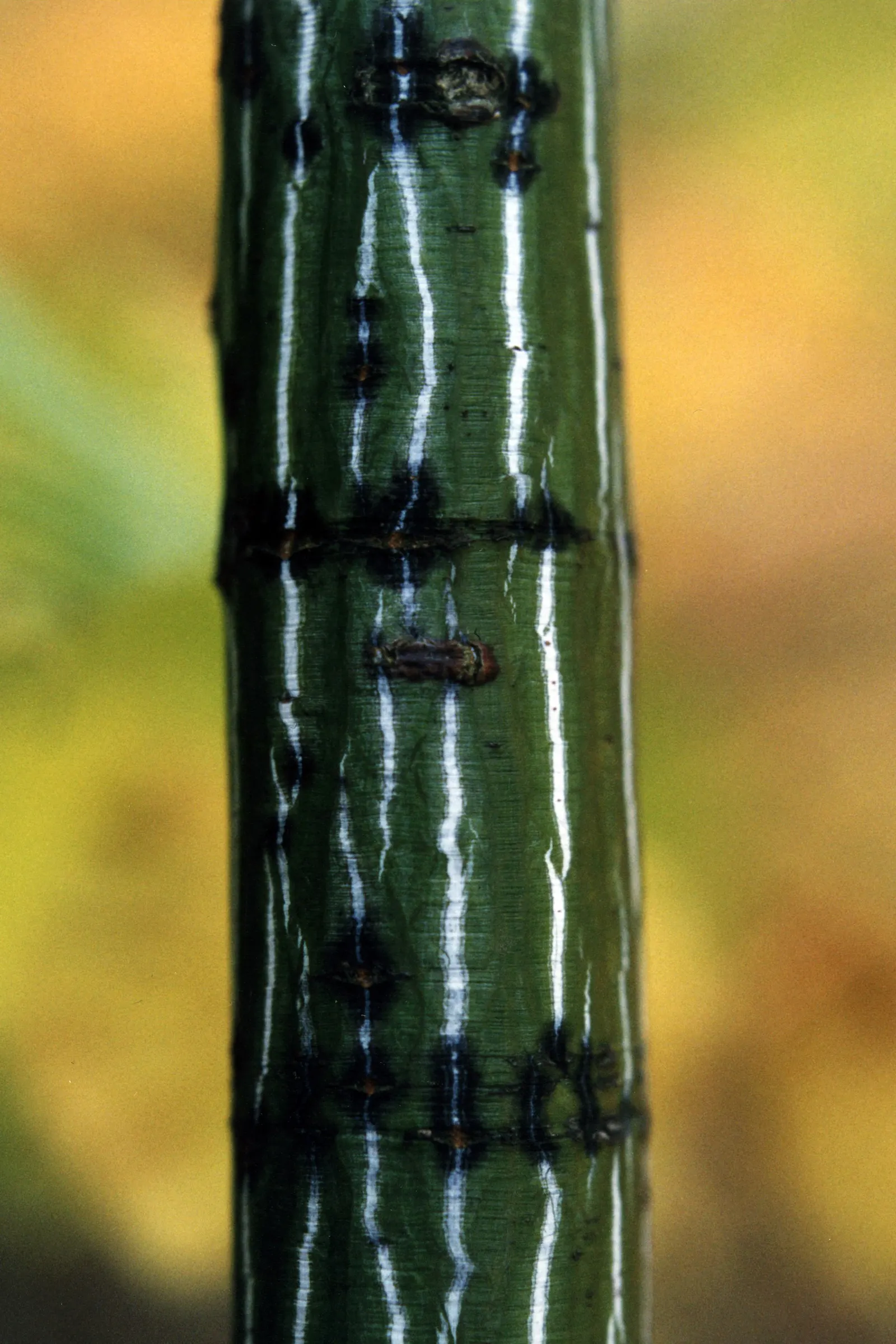 Striped Maple (Acer Pensylvanicum) — Its low maintenance nature; although it favors well-drained, image 76