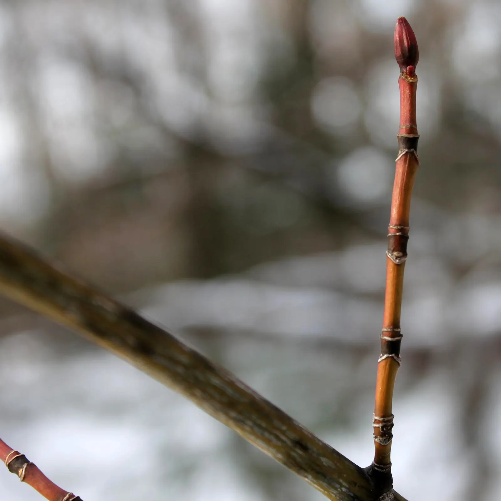 Striped Maple (Acer Pensylvanicum) — presents an intriguing selection for landscape designs seeking understated elegance; tree with yellow blooms, image 62