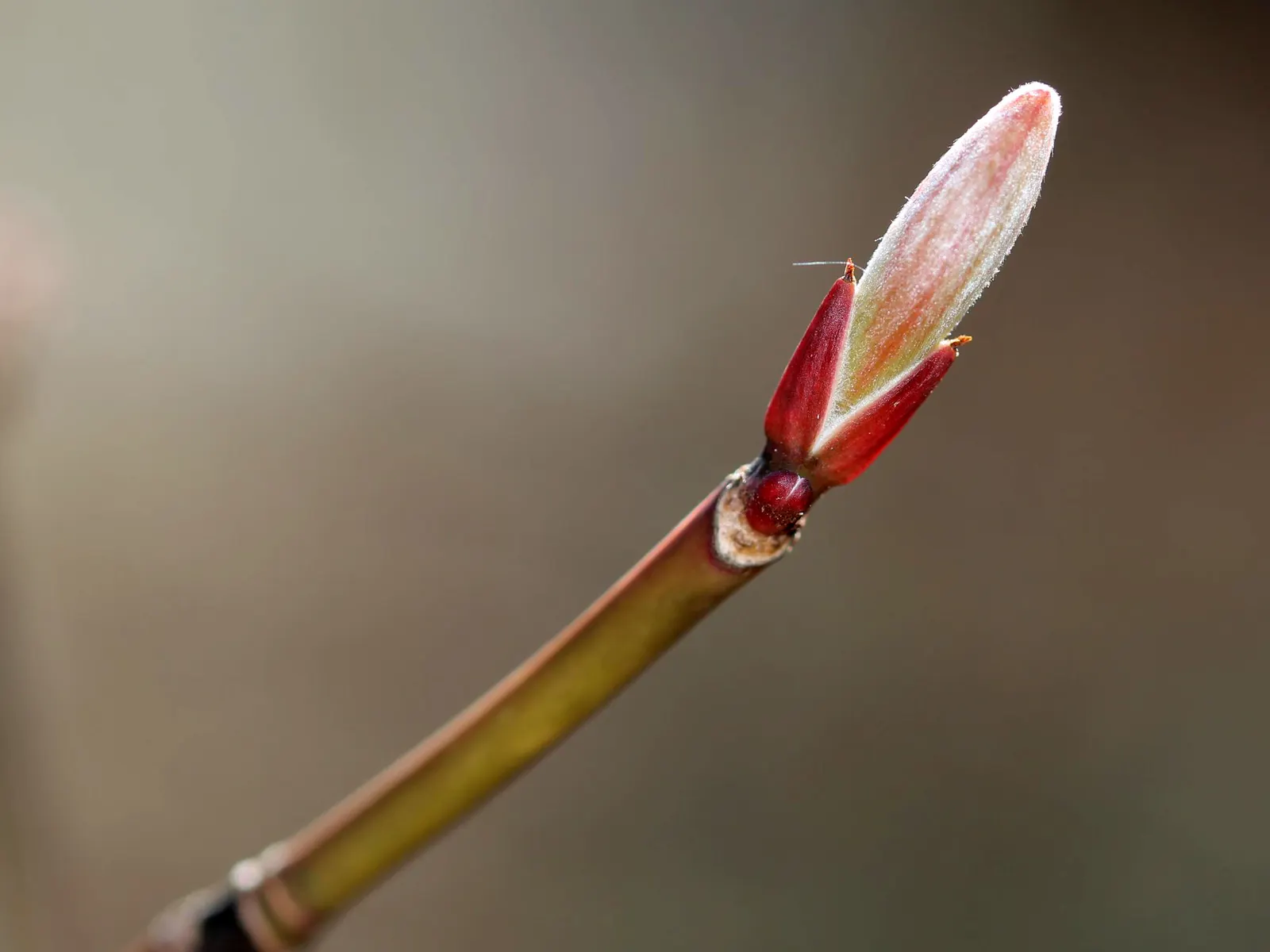 Striped Maple (Acer Pensylvanicum) — tree with yellow blooms; slightly acidic loams.<br><br>Spring brings clusters of delicate bell-shaped yellow flowers