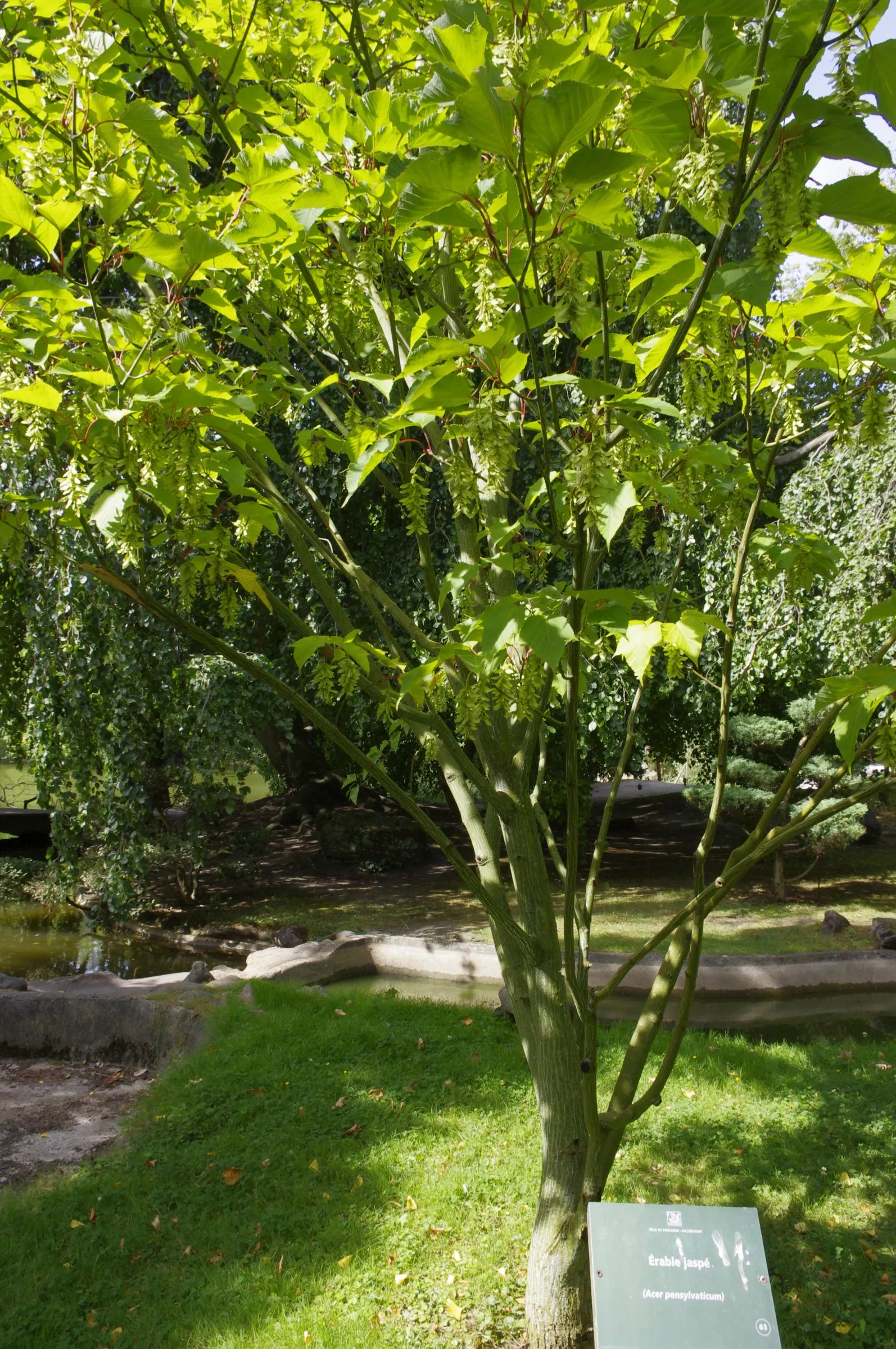 Striped Maple (Acer Pensylvanicum) — The tree's soil preferences are relatively flexible