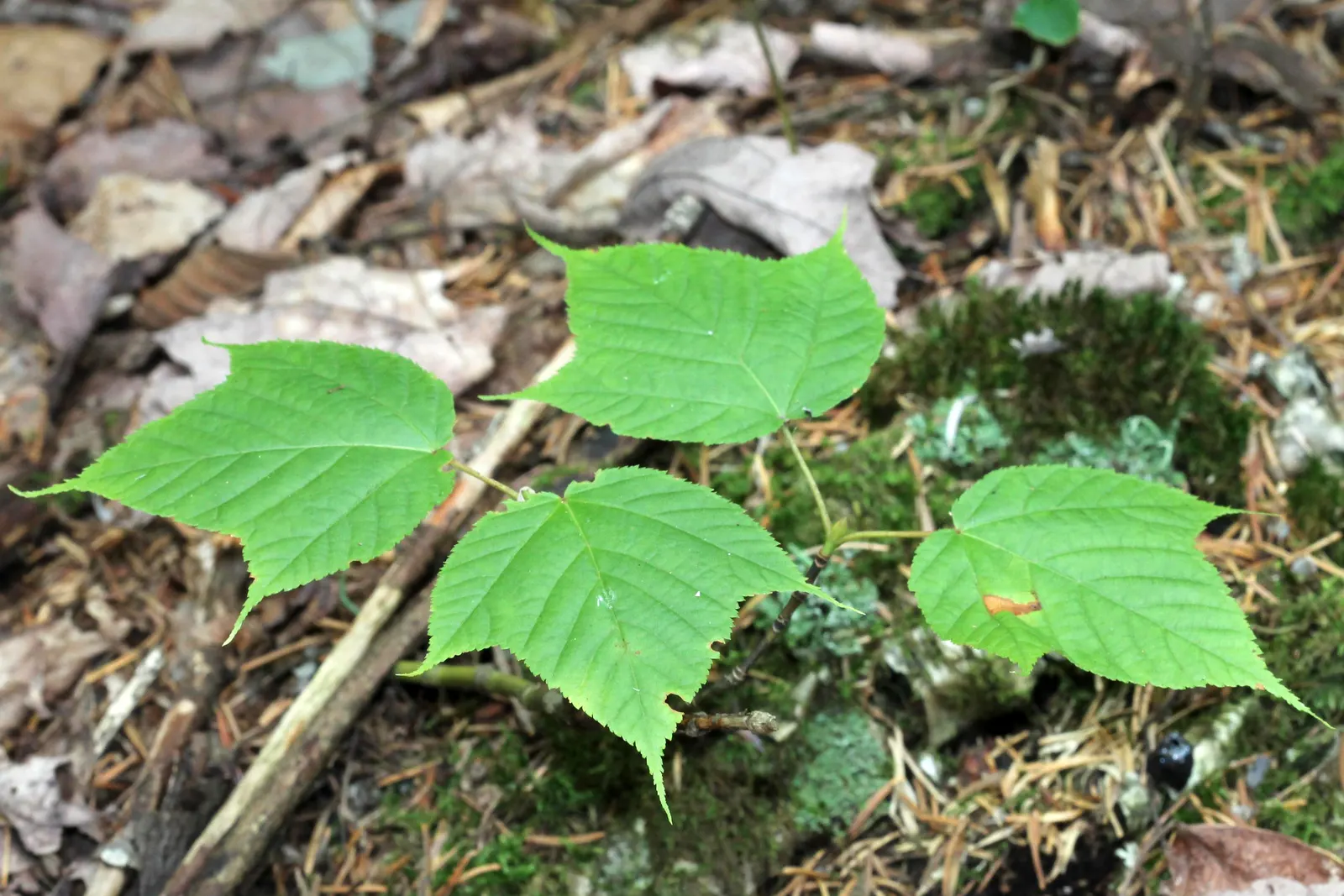 Striped Maple (Acer Pensylvanicum) — typically reaching a full height of 15 to 25 feet
