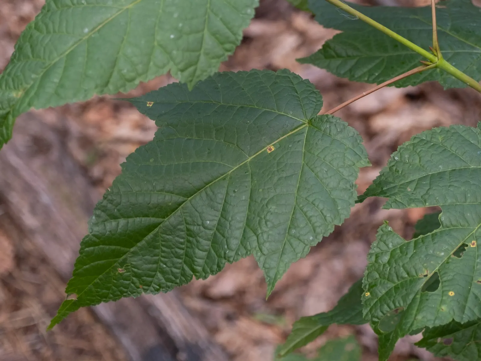 Striped Maple (Acer Pensylvanicum) — commonly known as Striped Maple; thriving in partial to full shade, this understory tree prefers moist, image 55