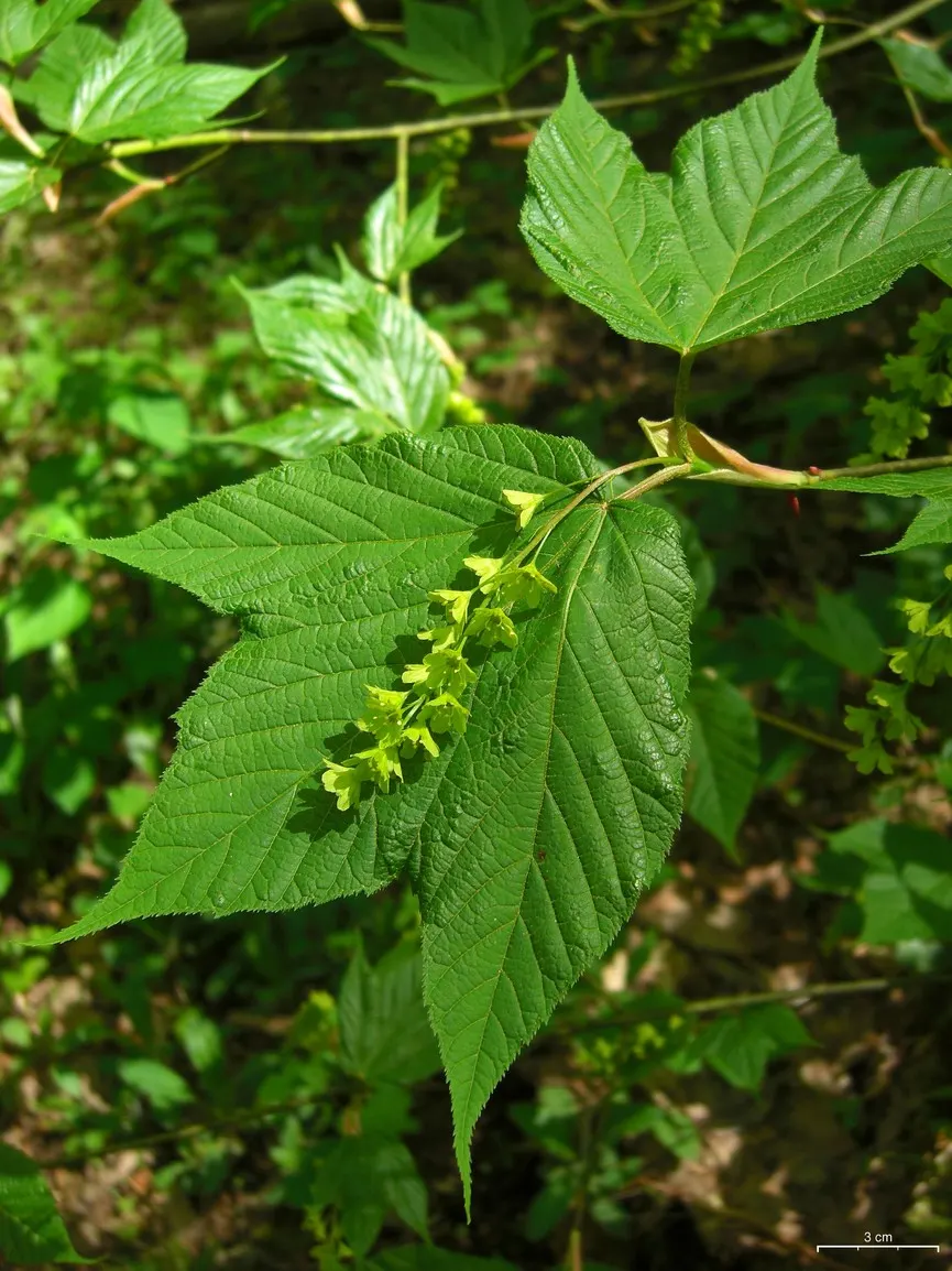 Striped Maple (Acer Pensylvanicum) — this species will also flourish in full sun given adequate moisture