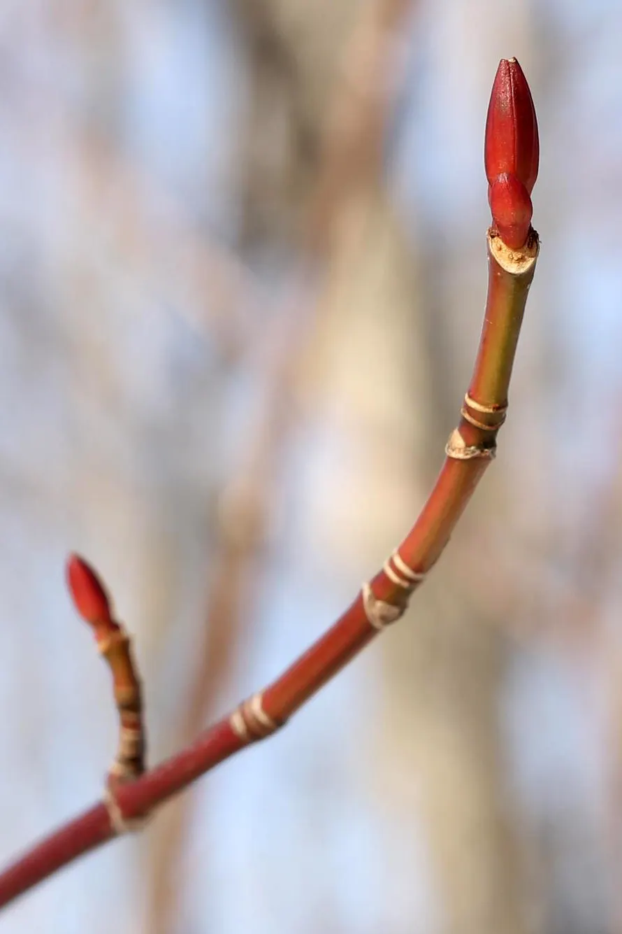 Striped Maple (Acer Pensylvanicum) — is particularly notable for its ornate bark which exhibits distinctive green and white vertical striping; the leaves are