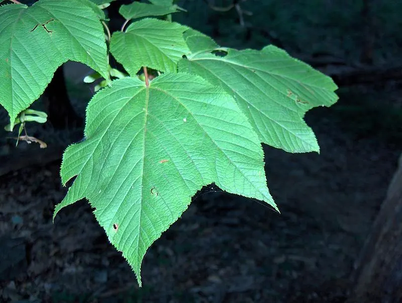 Striped Maple (Acer Pensylvanicum) — tree for half or shade; makes Acer pensylvanicum a valuable addition to the cultivated garden, image 81