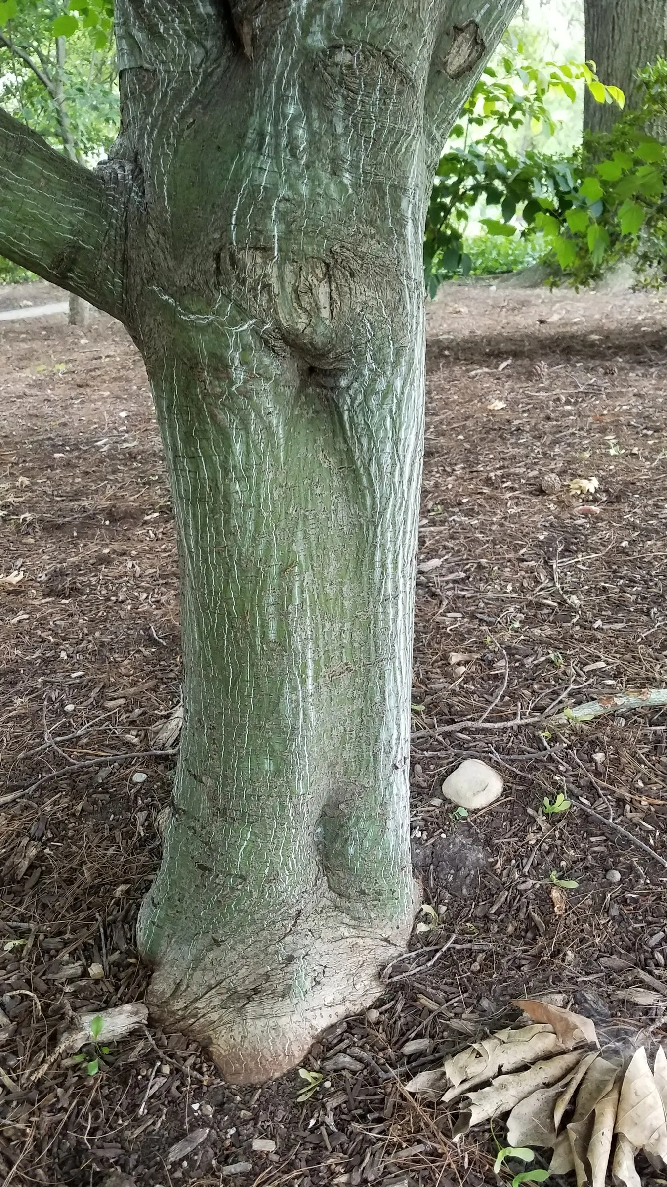 Striped Maple (Acer Pensylvanicum) — a captivating deciduous tree indigenous to the Northeastern United States; while its foliage - a noteworthy trait