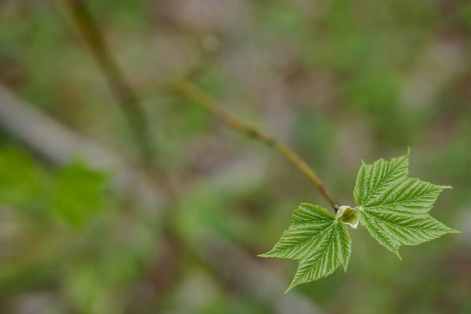 Striped Maple (Acer Pensylvanicum) — adding year-round visual interest to any garden setting.<br><br>For the landscape designer; tree for half or shade