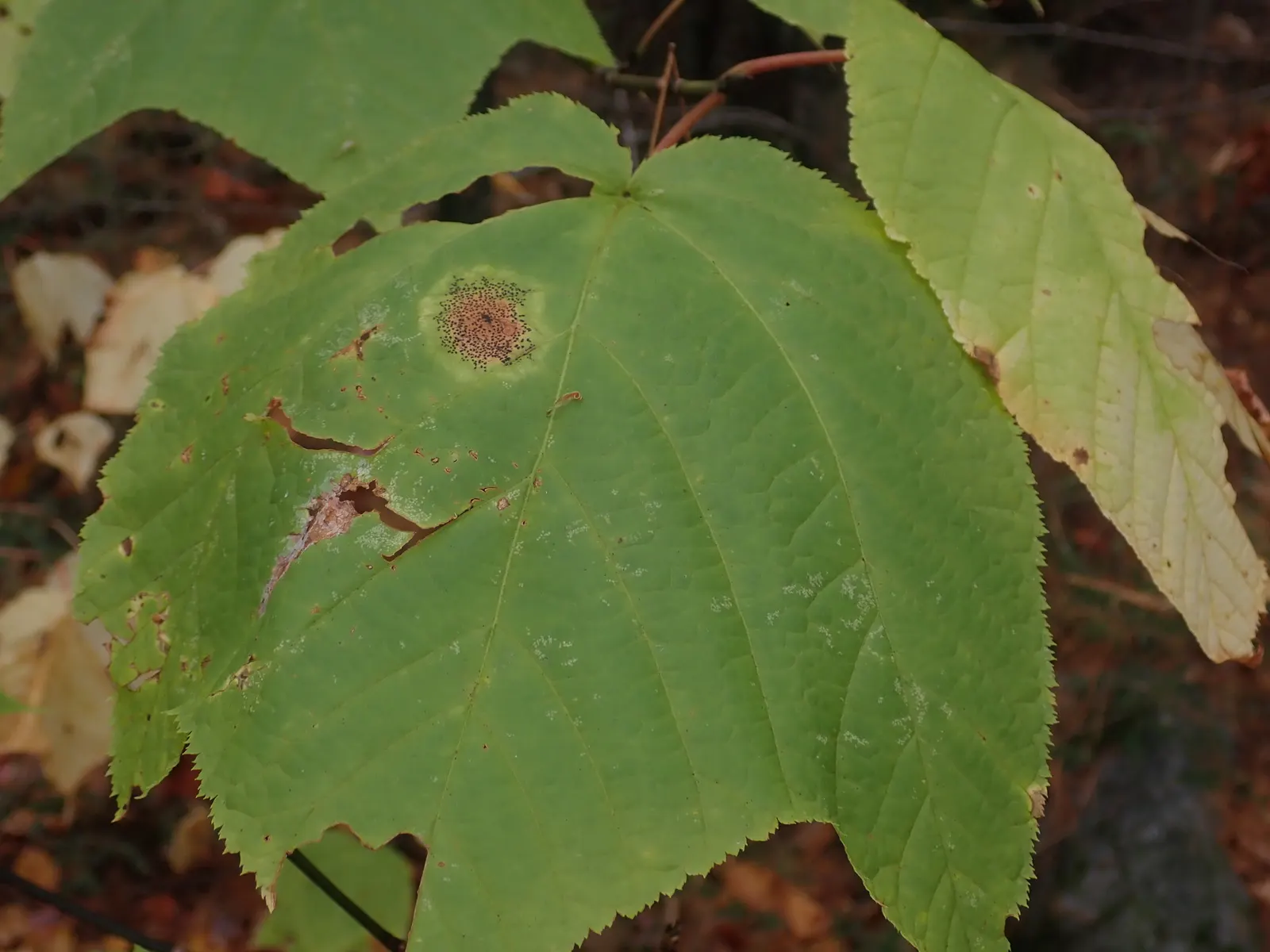 Striped Maple (Acer Pensylvanicum) — expect a dramatic show of colors as leaves transform into a palette of yellow or light orange; this small to, image 75