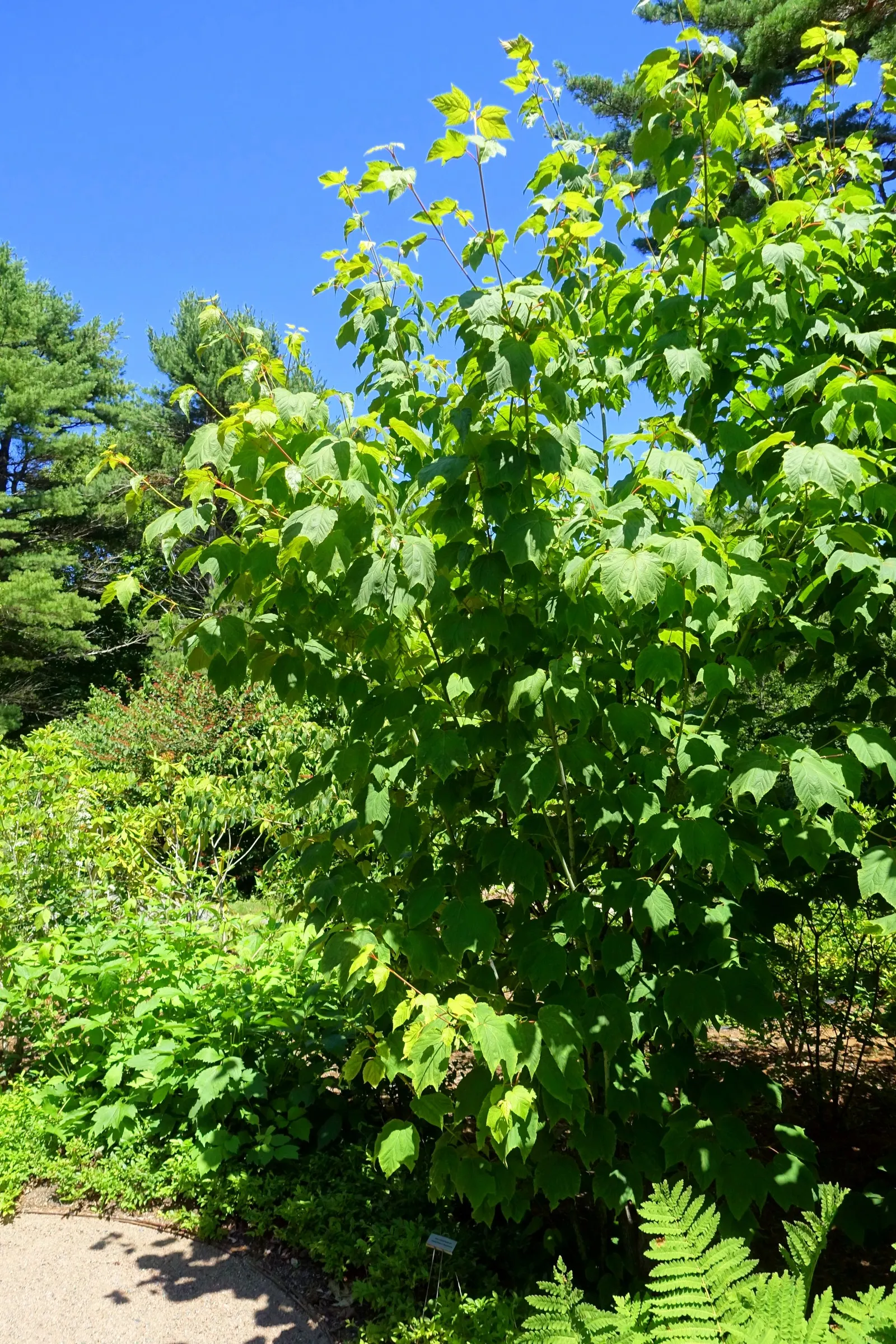 Striped Maple (Acer Pensylvanicum) — a captivating deciduous tree indigenous to the Northeastern United States; while its foliage - a noteworthy, image 61