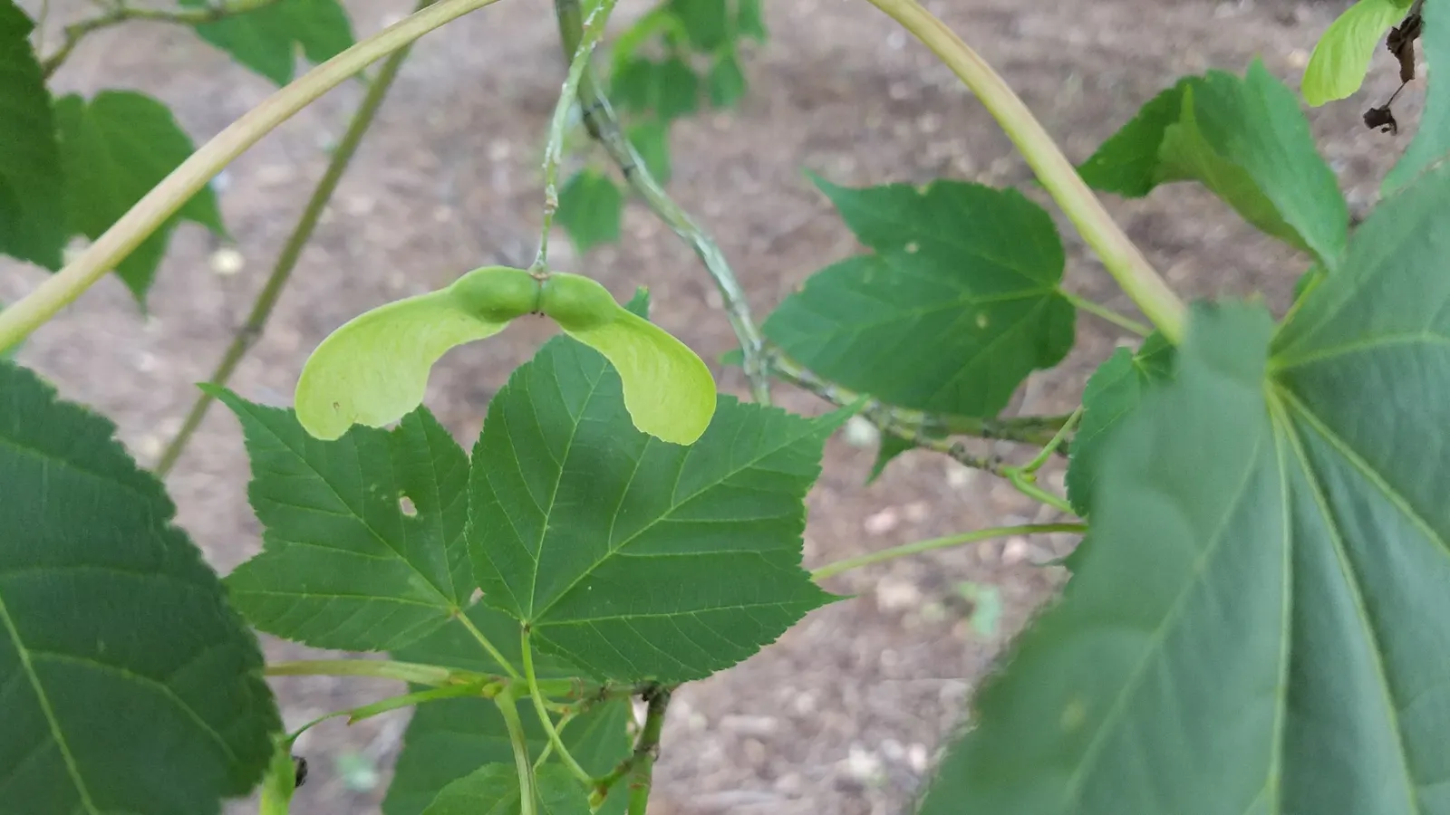 Striped Maple (Acer Pensylvanicum) — commonly known as Striped Maple; thriving in partial to full shade, this understory tree prefers moist, well-drained soil