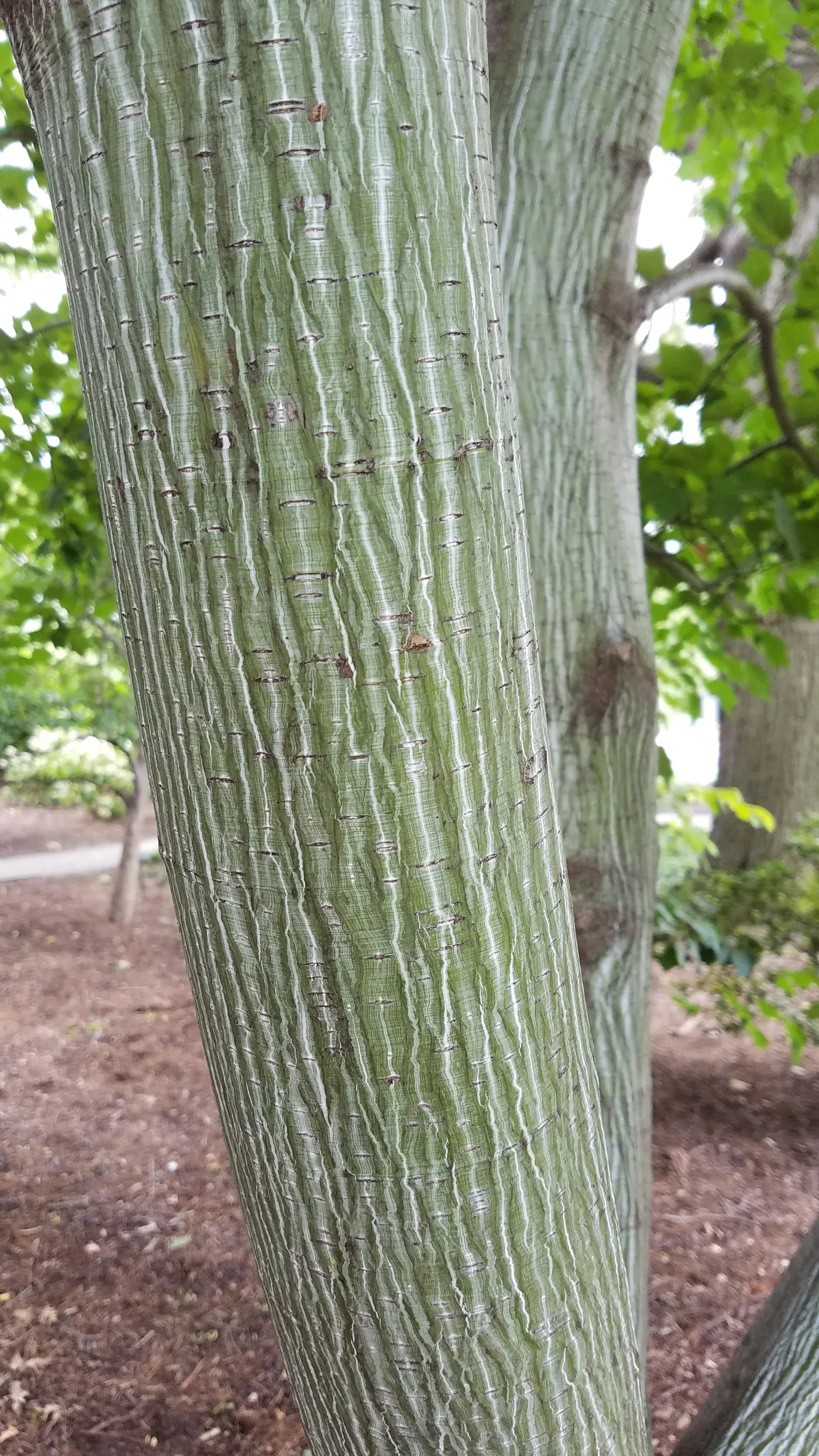 Striped Maple (Acer Pensylvanicum) — It boasts distinctive green-white striped bark, large, three-lobed leaves, and bell-shaped yellow flowers