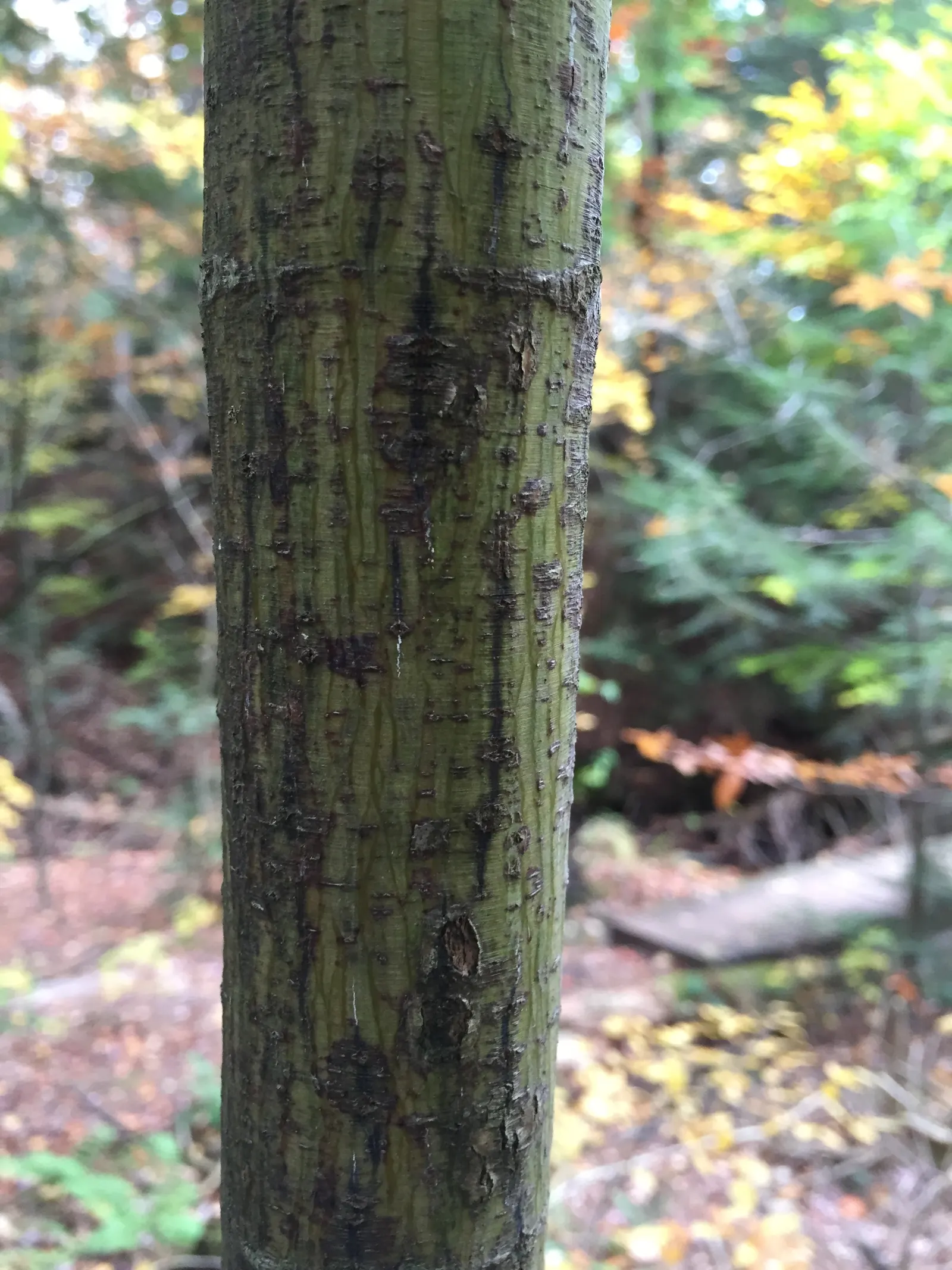 Striped Maple (Acer Pensylvanicum) — Its tolerance for partial shade makes it an adaptable understory tree; however; a captivating deciduous tree indigenous to
