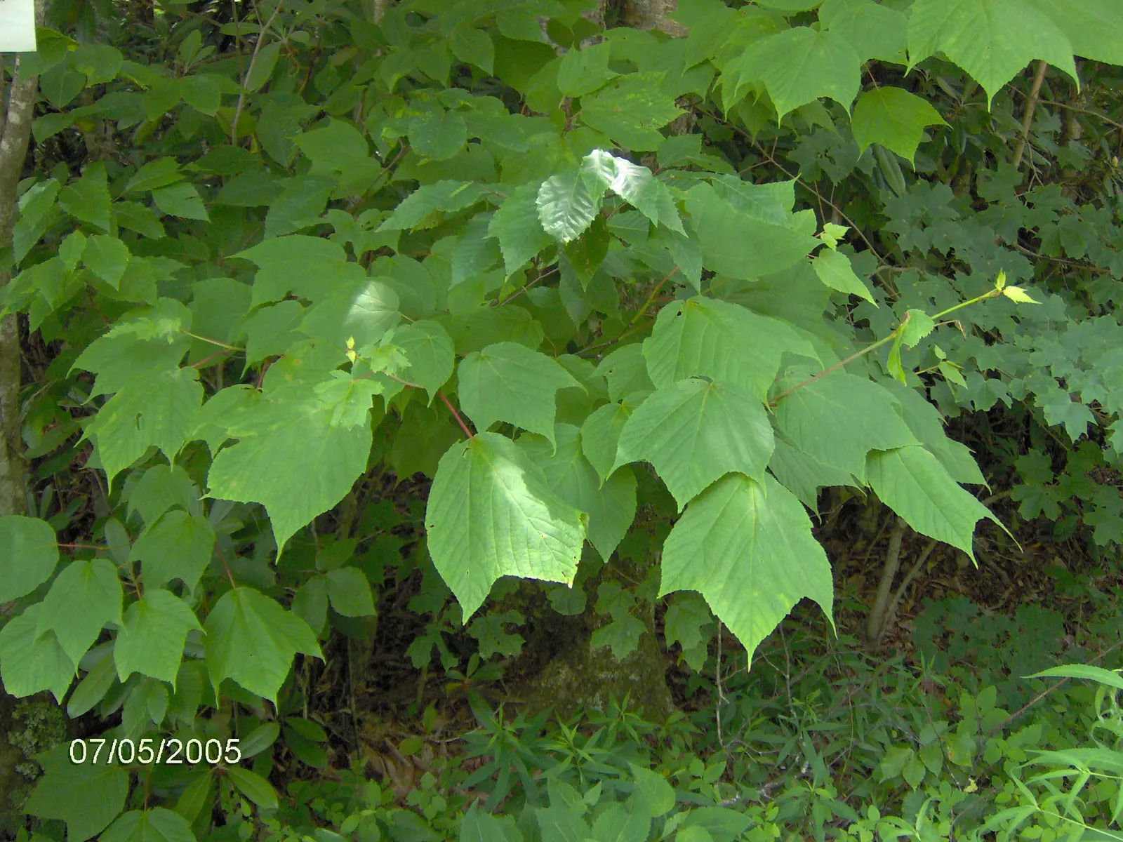 Striped Maple (Acer Pensylvanicum) — makes Acer pensylvanicum a valuable addition to the cultivated garden; it boasts distinctive green-white striped bark