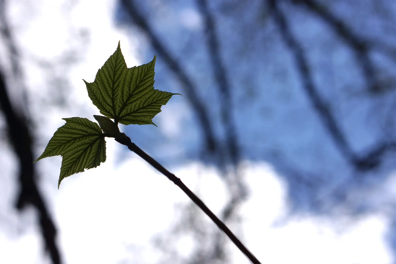 Striped Maple (Acer Pensylvanicum) — transitioning to winged samaras by late summer
