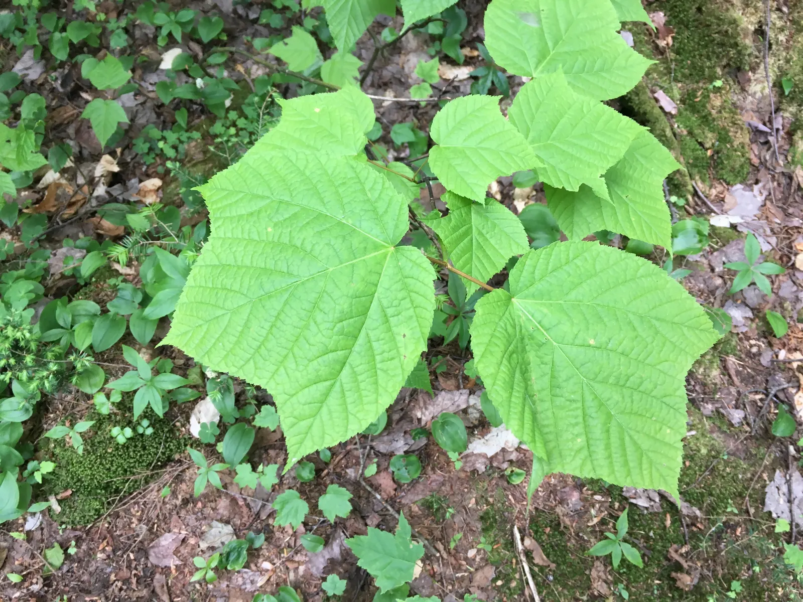 Striped Maple (Acer Pensylvanicum) — The leaves are broad and almost triangular, reaching sizes of 3 to 5 inches with a subtle serration; is a small deciduous