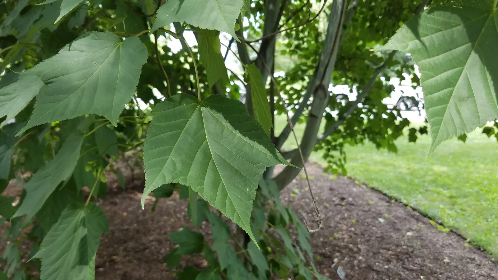 Striped Maple (Acer Pensylvanicum) — coupled with modest growth requirements