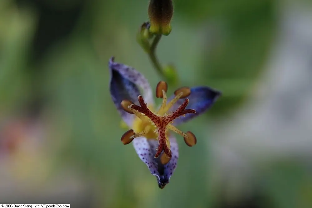 Samurai Toad Lily (Tricyrtis Formosana 'Samurai) — This shade lover reaches 18-24 inches in height and spreads up to a foot wide