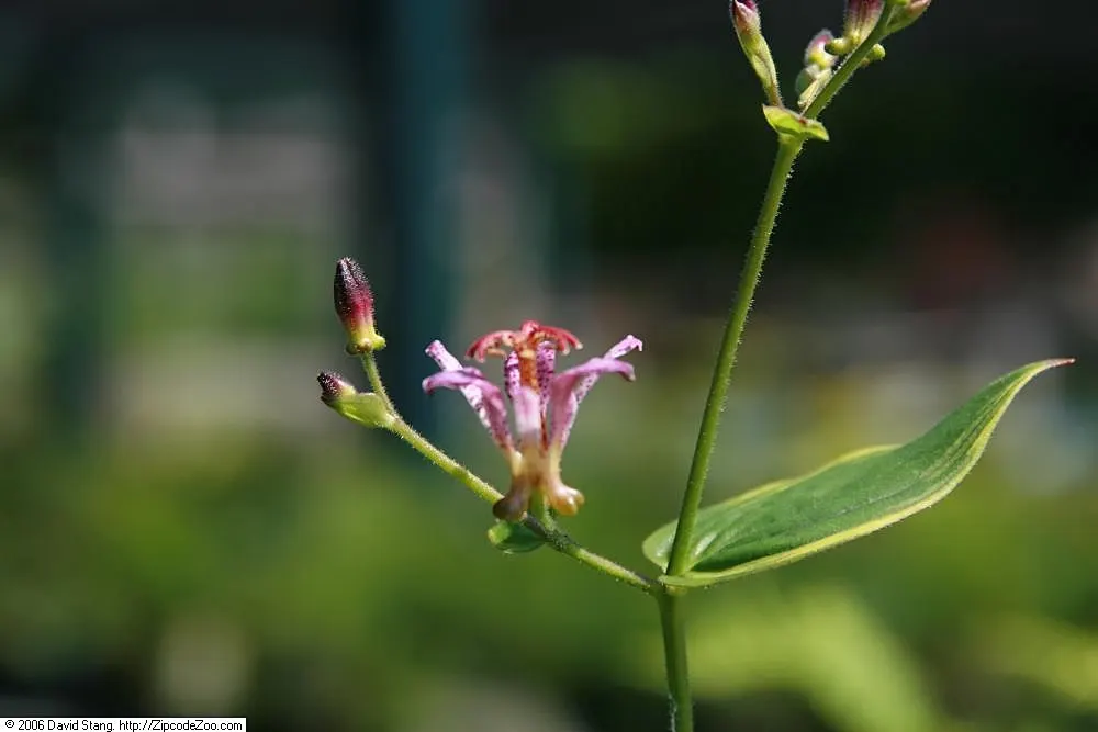 Samurai Toad Lily (Tricyrtis Formosana 'Samurai) — commonly called Samurai Toad Lily