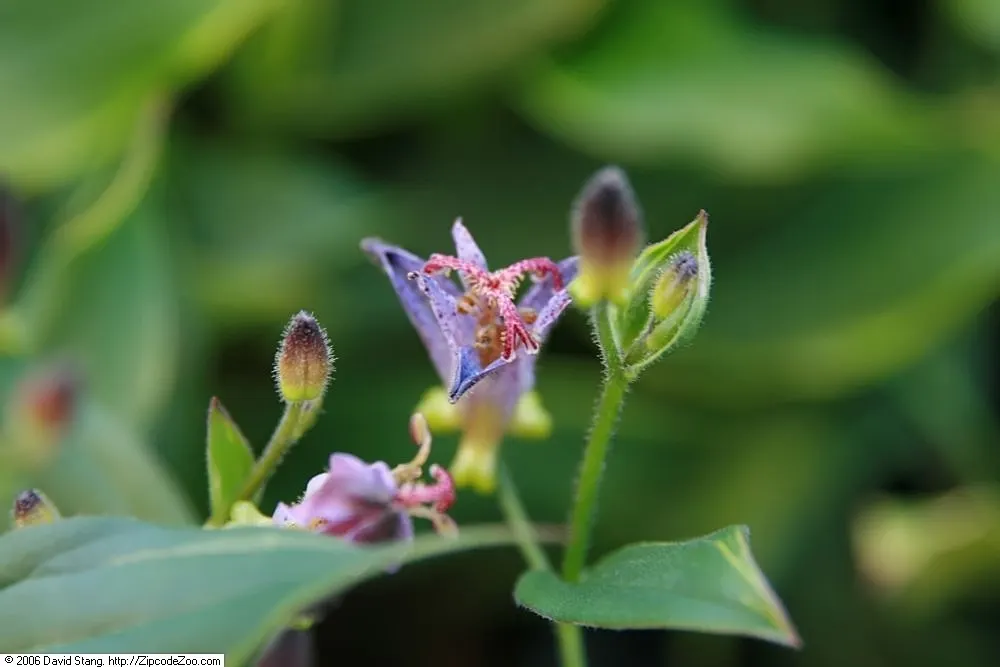 Samurai Toad Lily (Tricyrtis Formosana 'Samurai) — is a perennial that boasts unique
