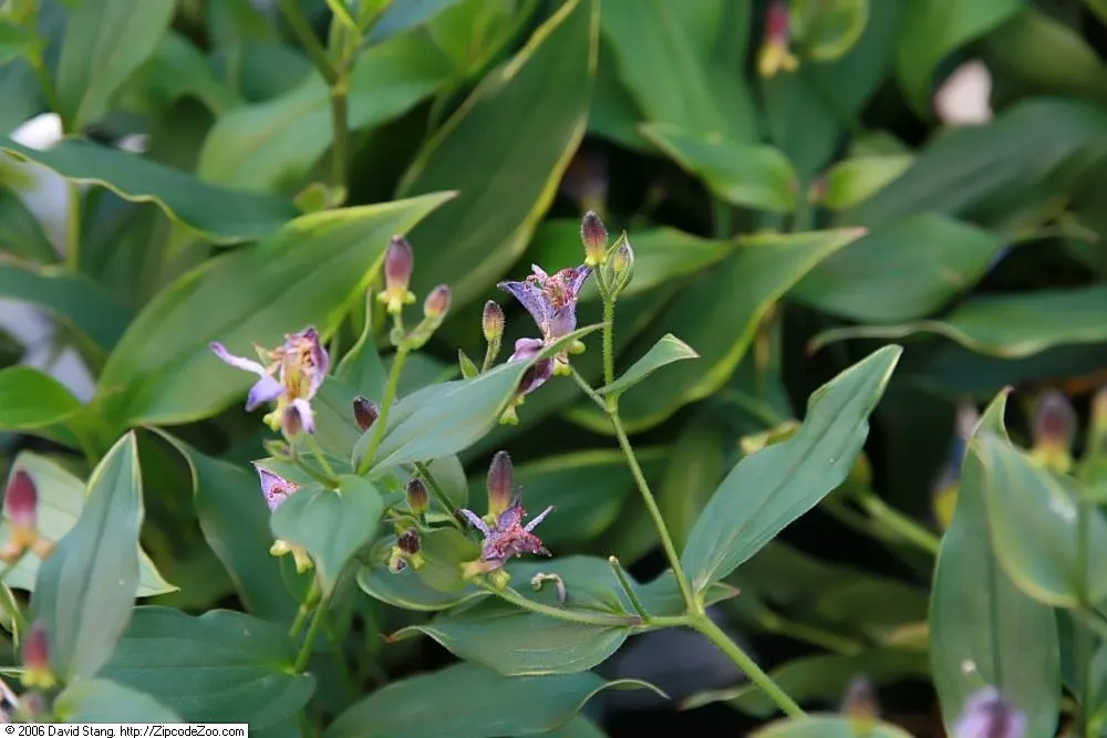 Samurai Toad Lily (Tricyrtis Formosana 'Samurai) — orchid-like flowers with purple spots on a creamy white background