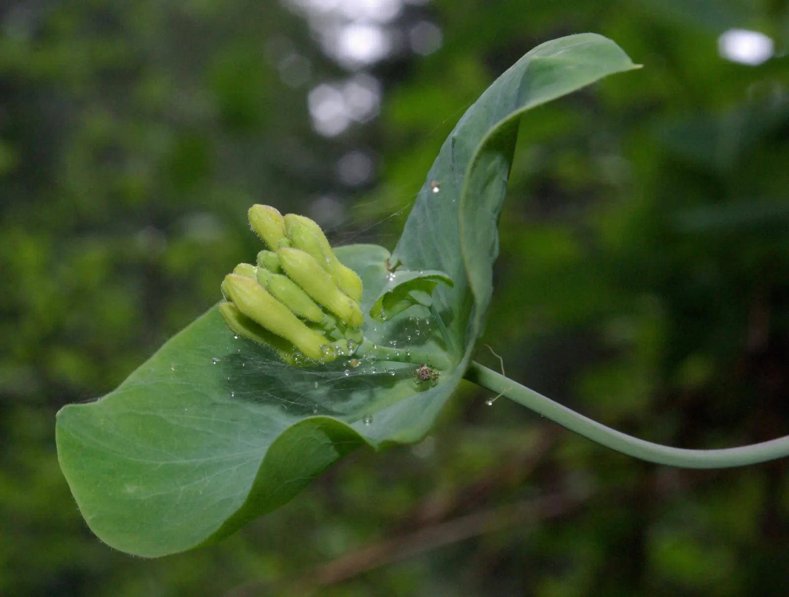 Orange Honeysuckle (Lonicera Ciliosa) — This deciduous perennial is hardy and requires moderate water; adding a distinctive allure to any garden landscape