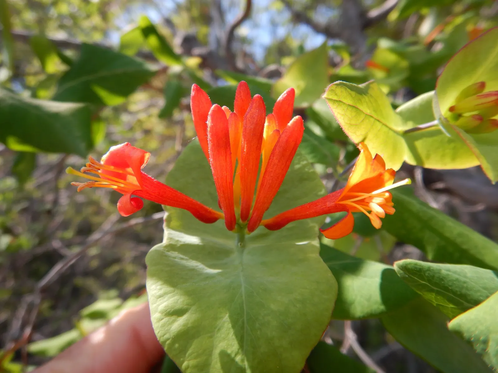 Orange Honeysuckle (Lonicera Ciliosa) — It flaunts trumpet-shaped orange blossoms