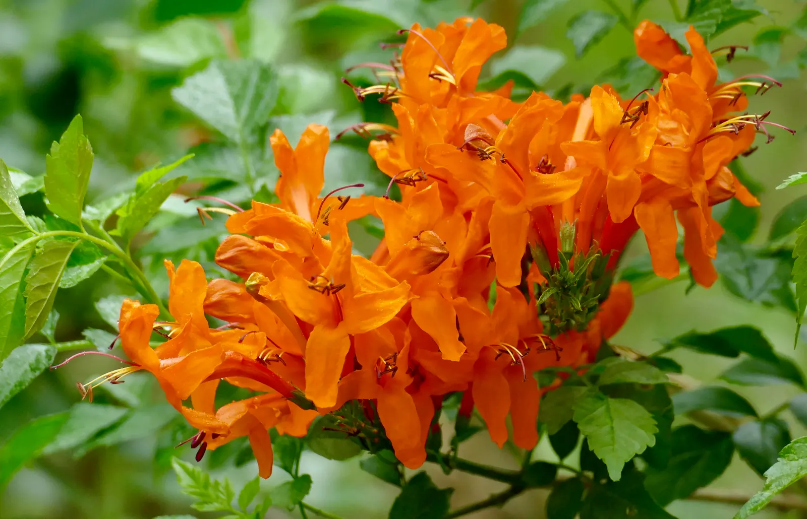 Orange Honeysuckle (Lonicera Ciliosa) — The Orange Honeysuckle (Lonicera ciliosa) is a vibrant, climbing vine native to North America; attracting hummingbirds