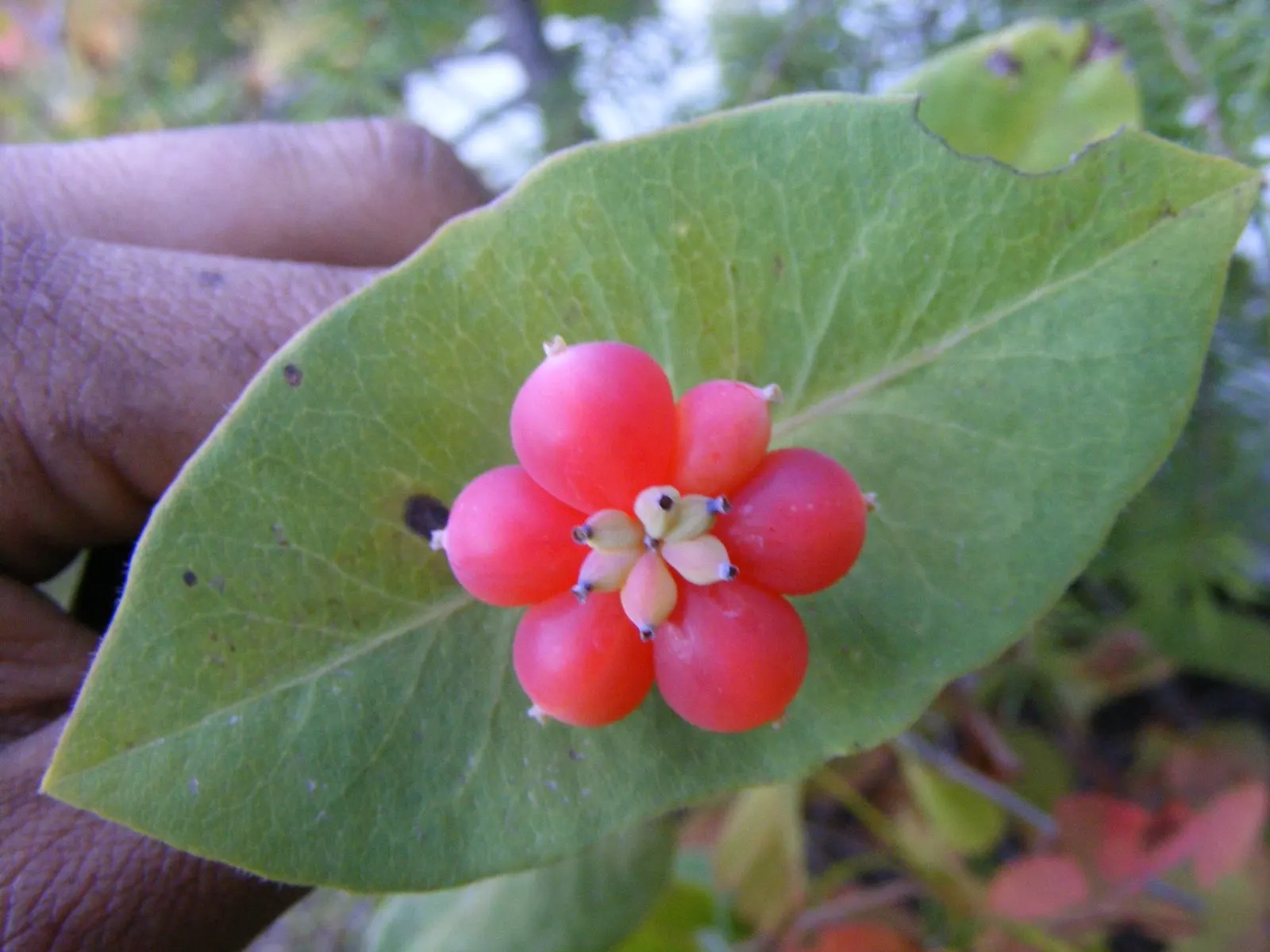 Orange Honeysuckle (Lonicera Ciliosa) — A full sun to partial shade exposure will ensure optimal growth and flowering.<br><br>In terms of maintenance