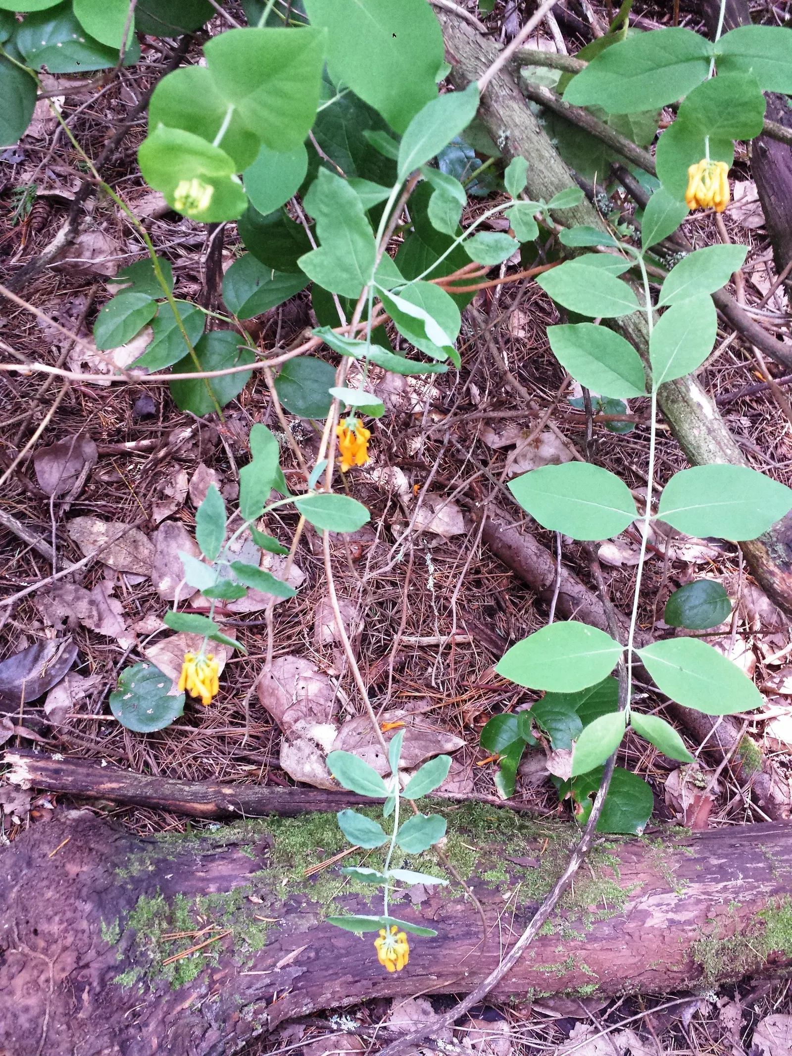 Orange Honeysuckle (Lonicera Ciliosa) — vine for full or half