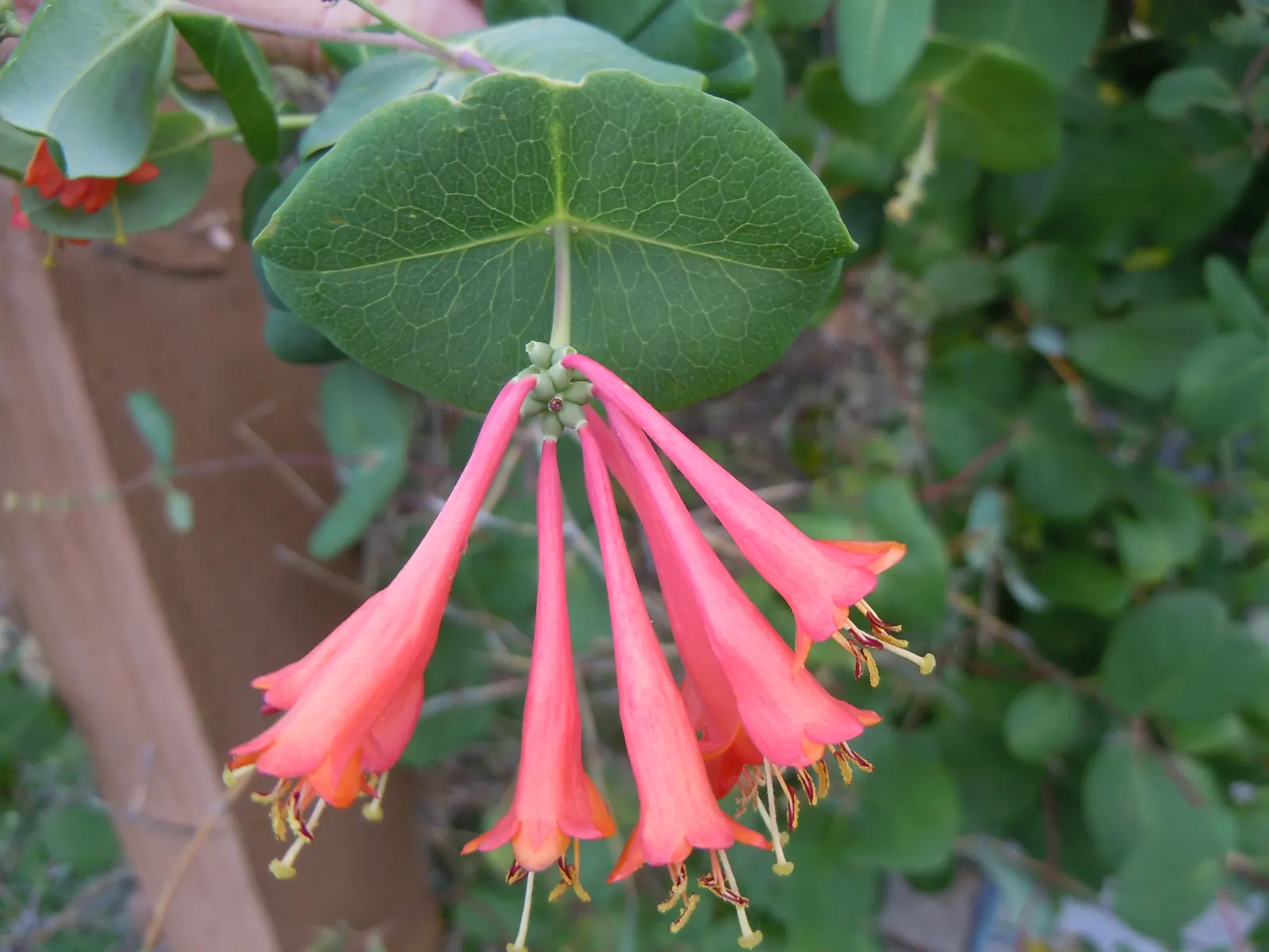 Orange Honeysuckle (Lonicera Ciliosa) — scientifically referred to as Lonicera ciliosa