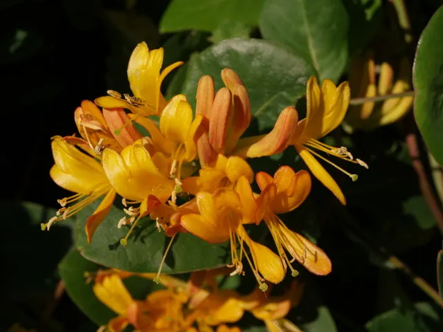 Orange Honeysuckle (Lonicera Ciliosa) — adding a distinctive allure to any garden landscape