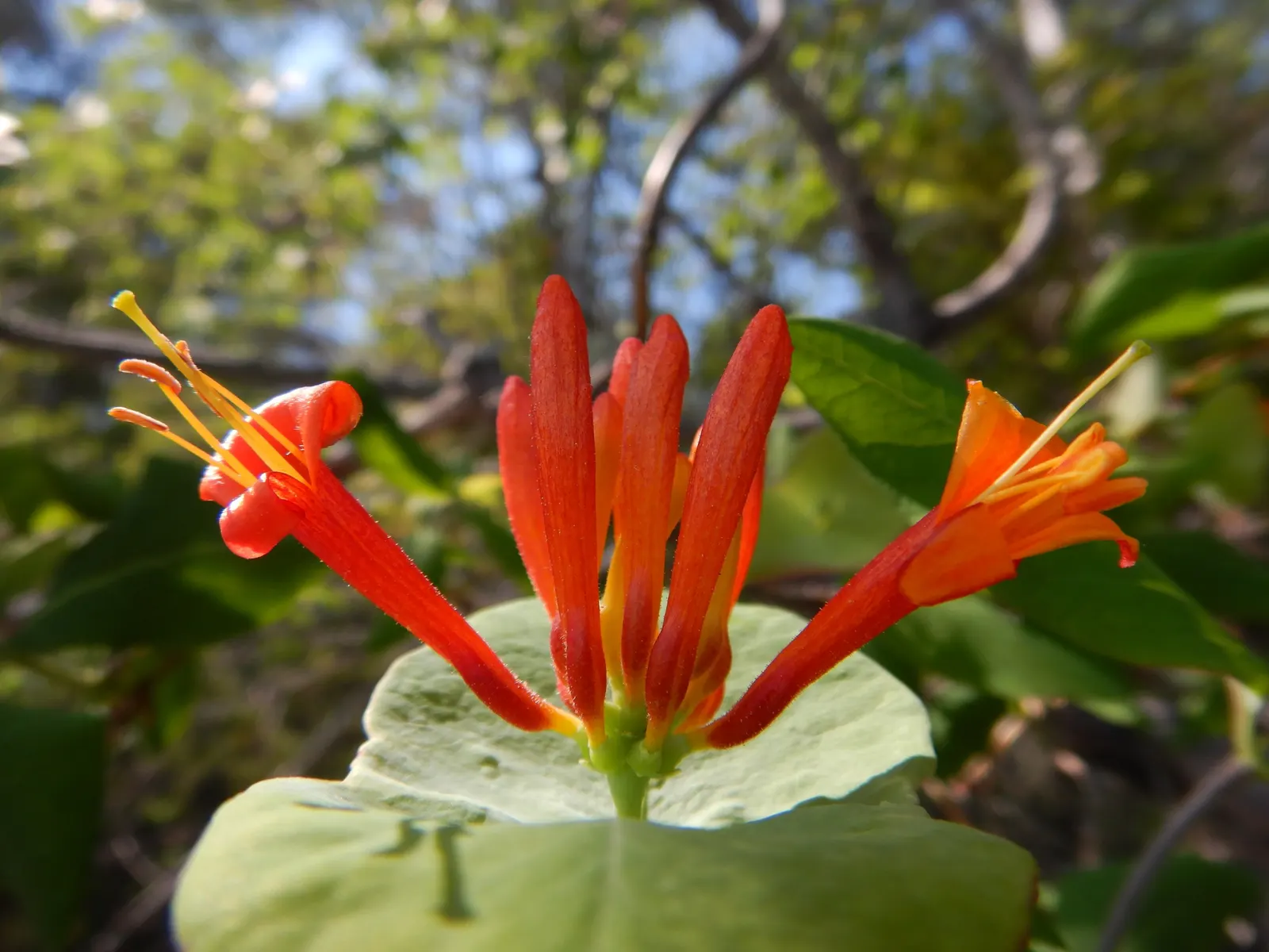 Orange Honeysuckle (Lonicera Ciliosa) — orange to reddish-orange flowers