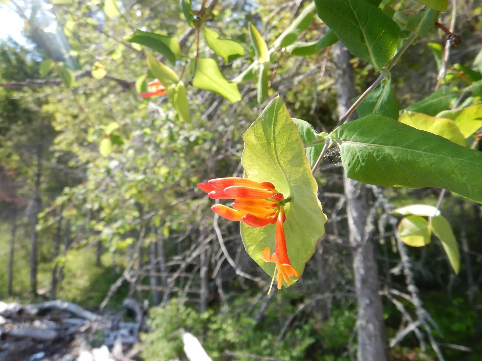 Orange Honeysuckle (Lonicera Ciliosa) — Orange Honeysuckle performs best in well-drained soil and appreciates a regular watering schedule