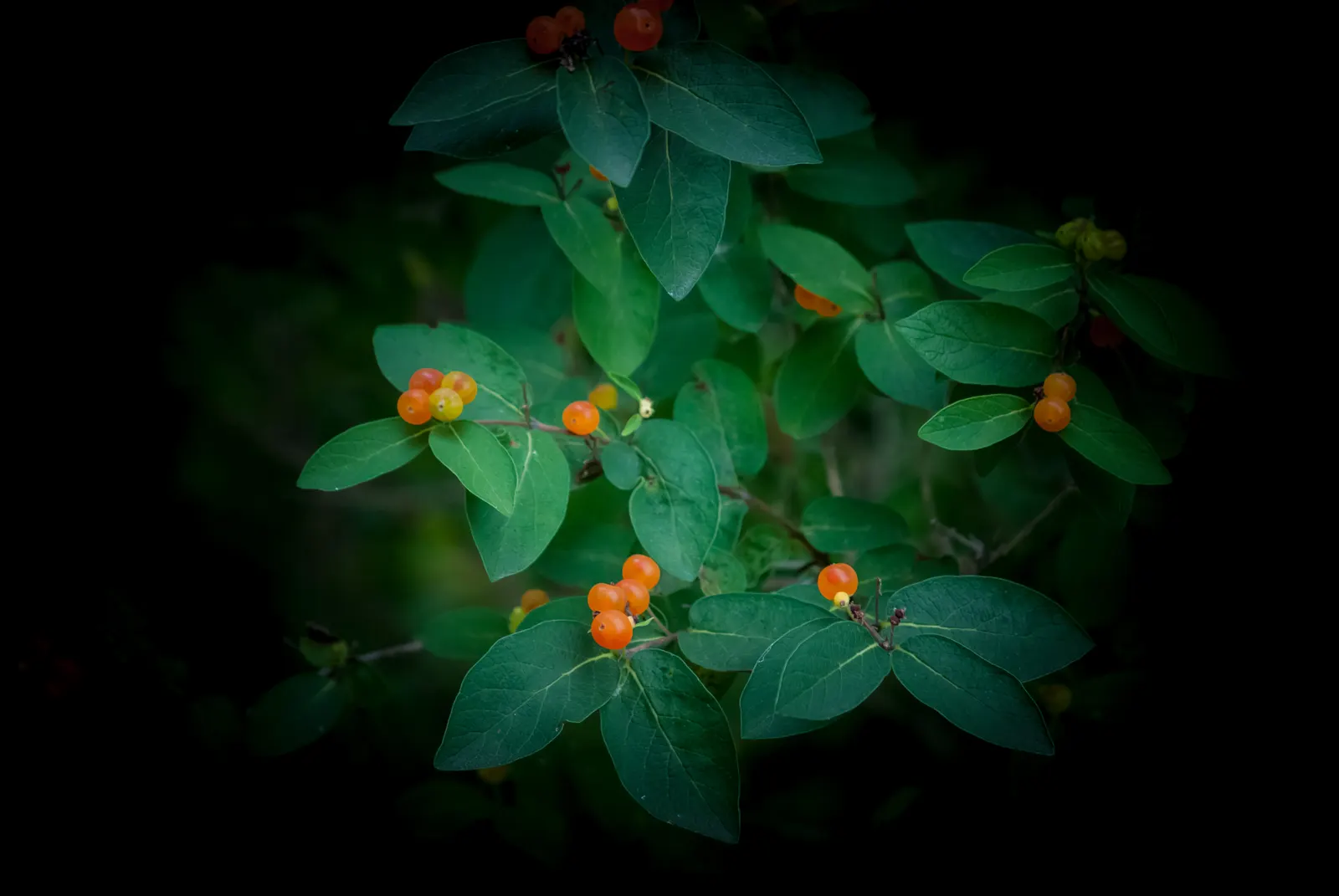 Orange Honeysuckle (Lonicera Ciliosa) — bluish-green leaves that can grow to around 3 to 6 inches long