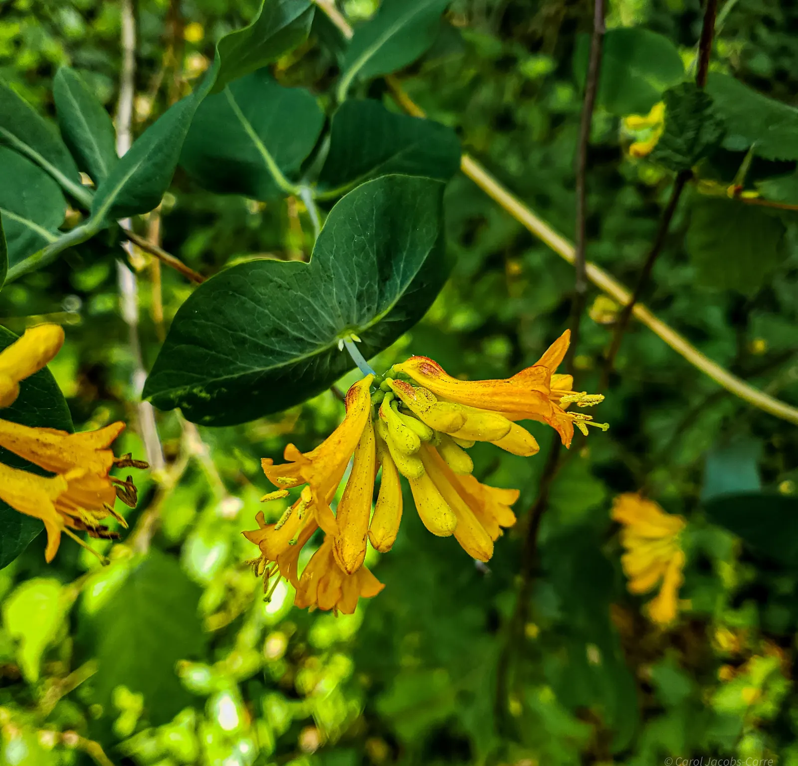 Orange Honeysuckle (Lonicera Ciliosa) — scientifically referred to as Lonicera ciliosa; pruning may be required to shape the vine and control its spread