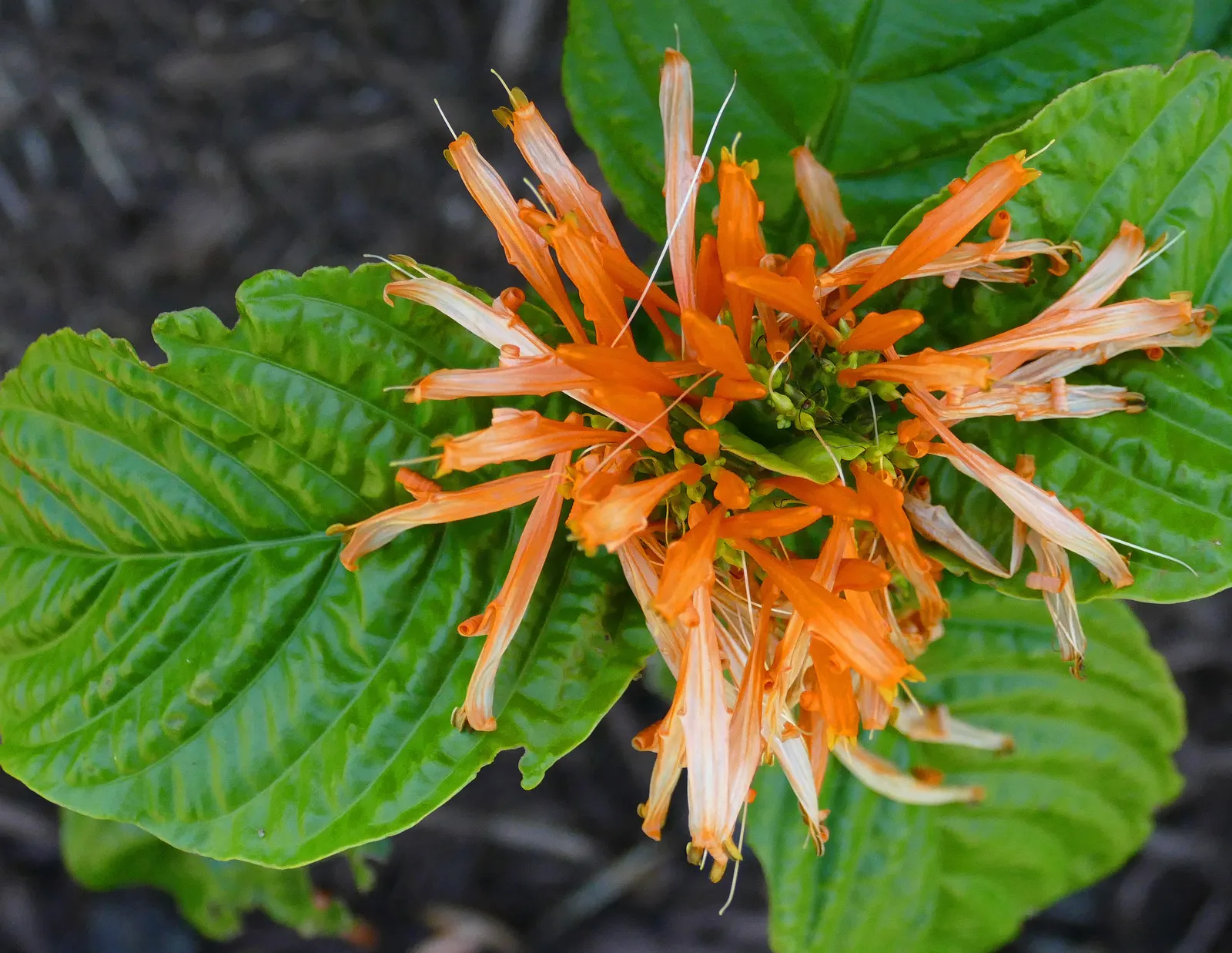Orange Honeysuckle (Lonicera Ciliosa) — or arbor.<br><br>Notably attractive for its trumpet-shaped