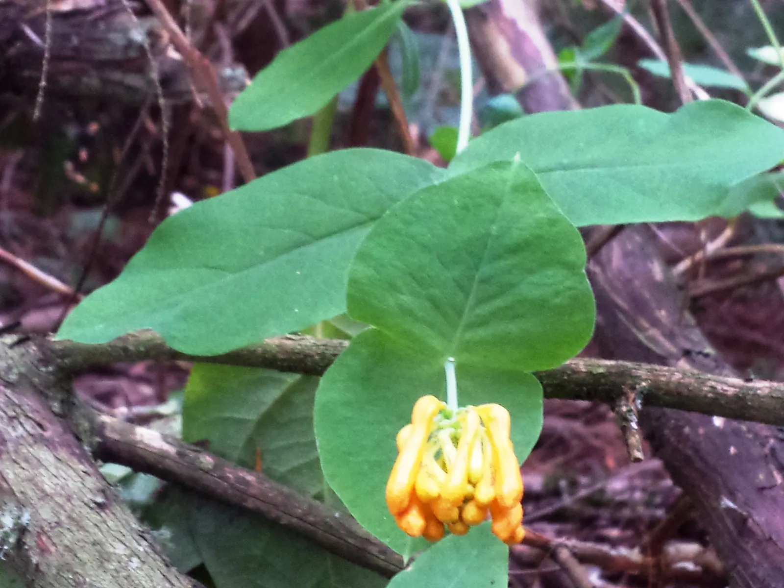 Orange Honeysuckle (Lonicera Ciliosa) — These blooms are not only eye-catching but also exude a sweet fragrance