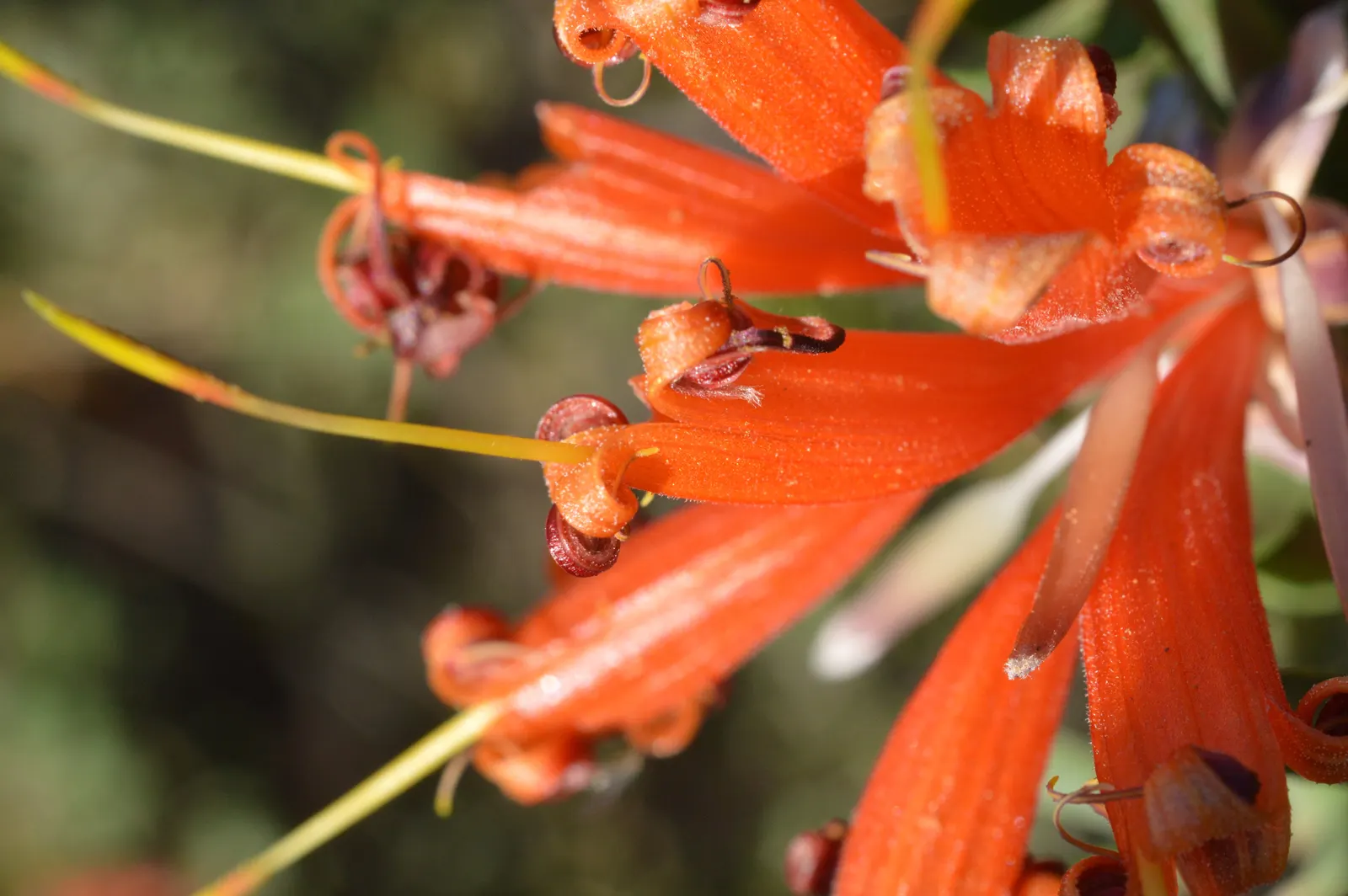 Orange Honeysuckle (Lonicera Ciliosa) — which bloom from late spring to early summer