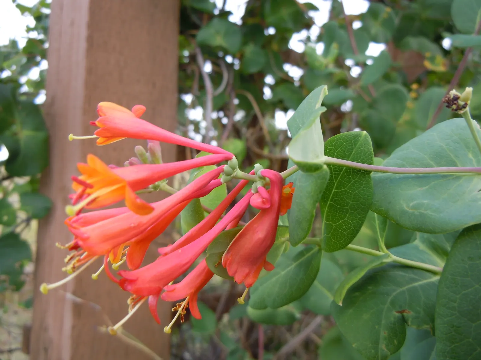 Orange Honeysuckle (Lonicera Ciliosa) — This perennial vine is native to the Western United States and thrives in hardiness zones 4 through 8