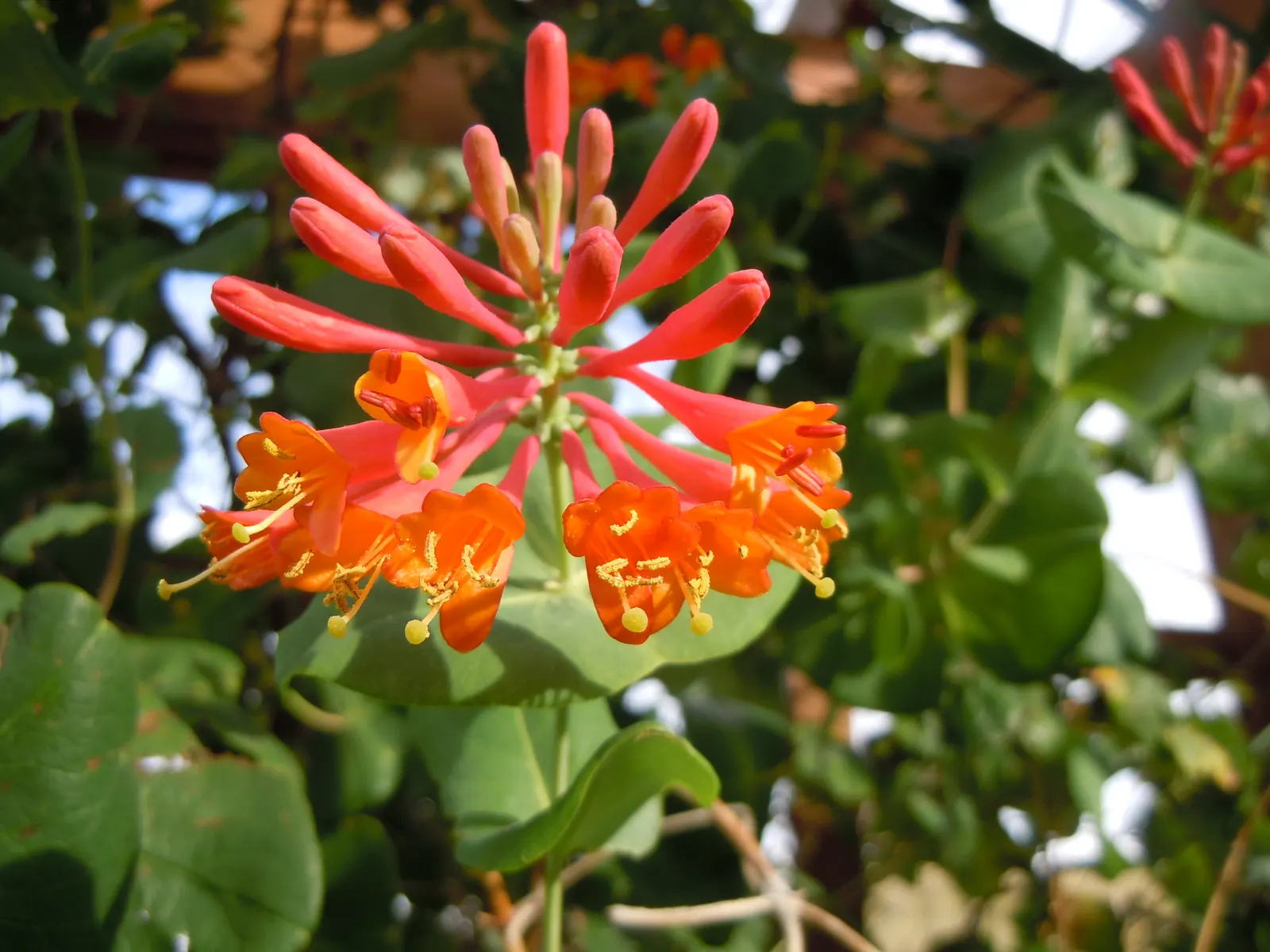 Orange Honeysuckle (Lonicera Ciliosa) — It can reach up to 20 feet in length, thriving in partial shade to full sun