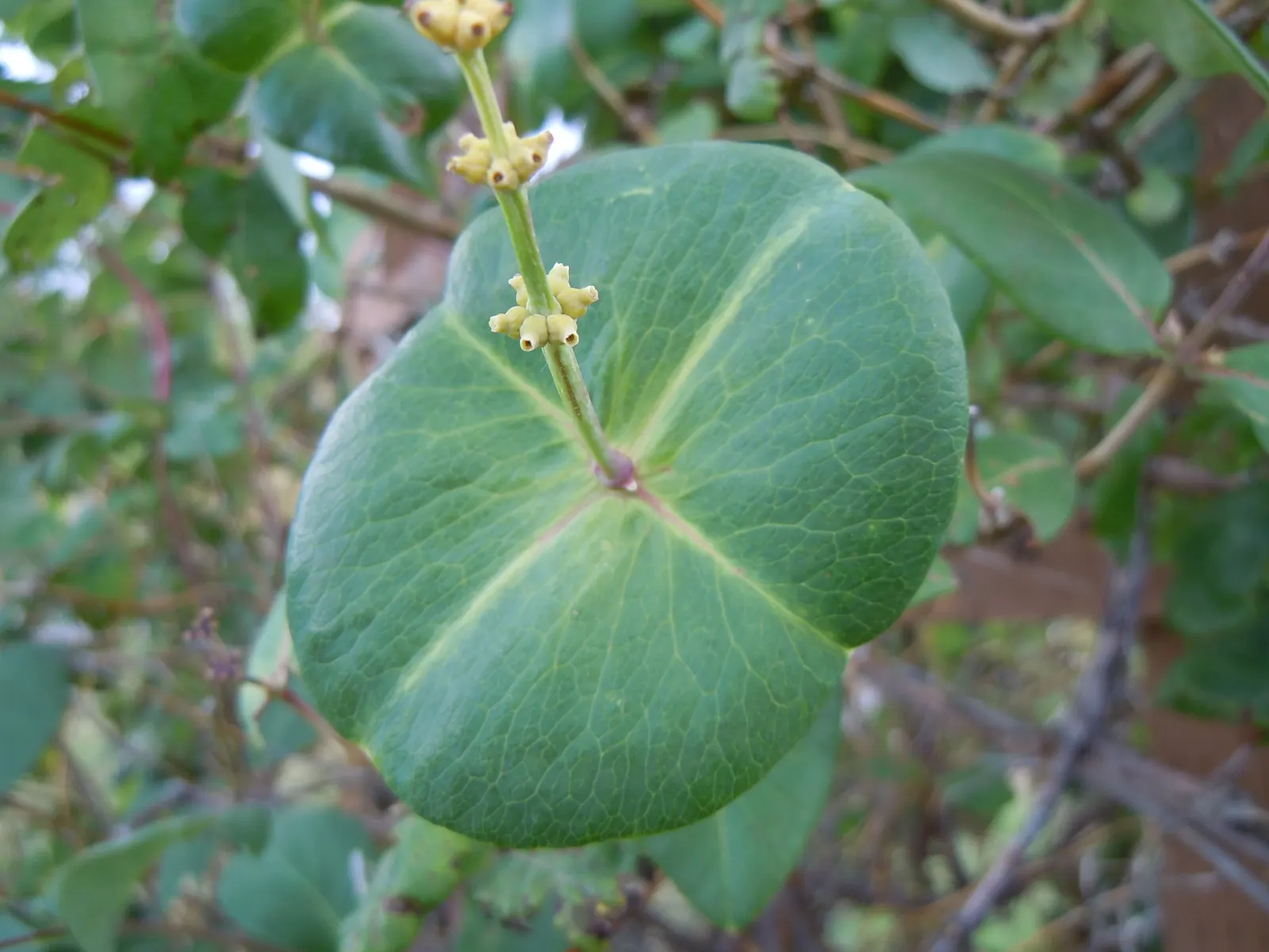 Orange Honeysuckle (Lonicera Ciliosa) — The Orange Honeysuckle (Lonicera ciliosa) is a vibrant, climbing vine native to North America