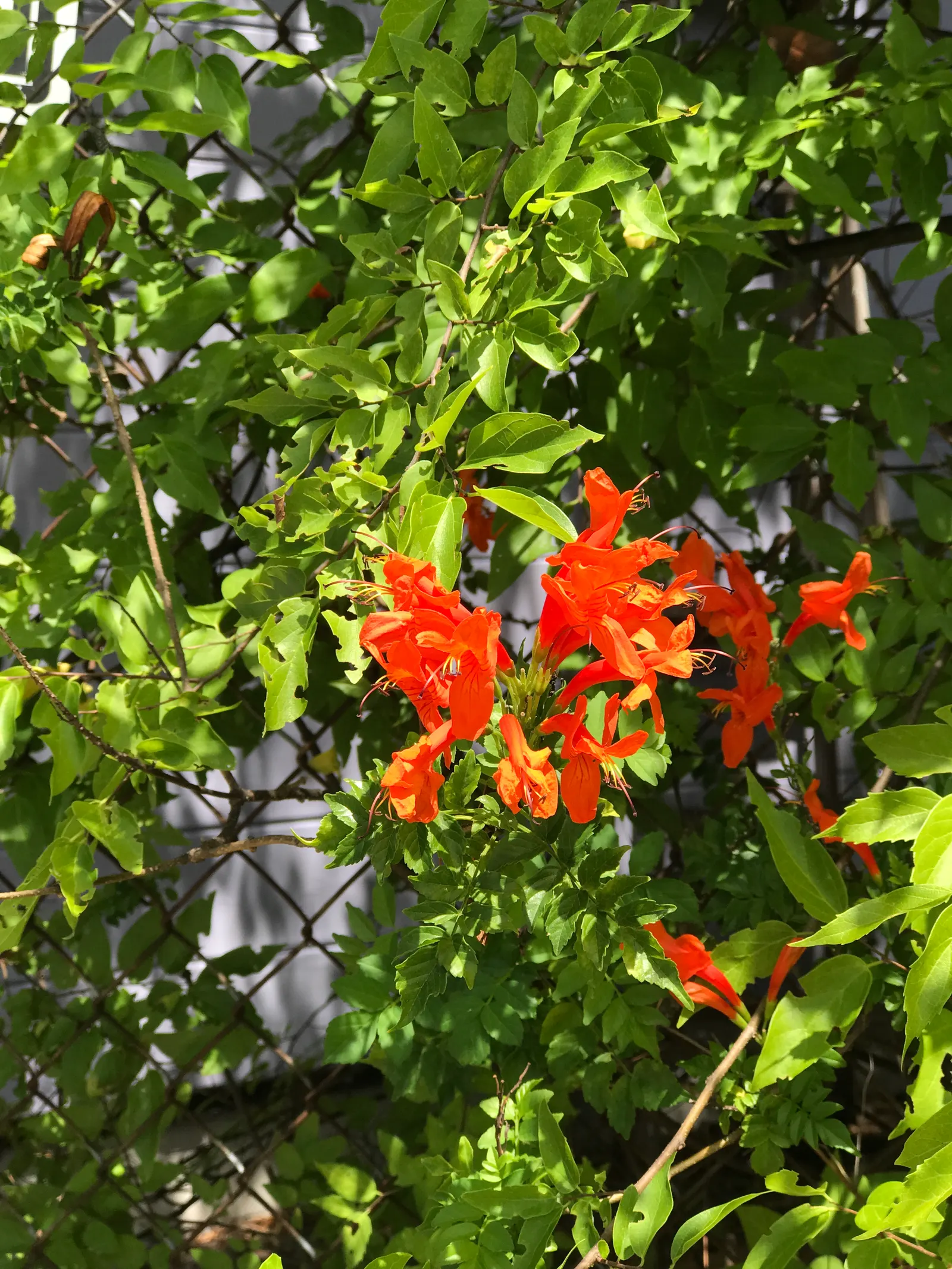 Orange Honeysuckle (Lonicera Ciliosa) — which bloom from late spring to early summer; bluish-green leaves that can grow to around 3 to 6 inches long