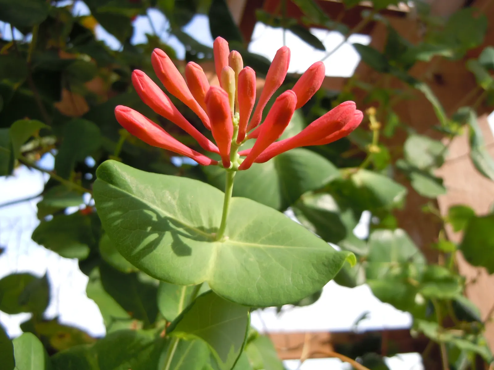 Orange Honeysuckle (Lonicera Ciliosa) — vine with multi-colored and orange and yellow blooms