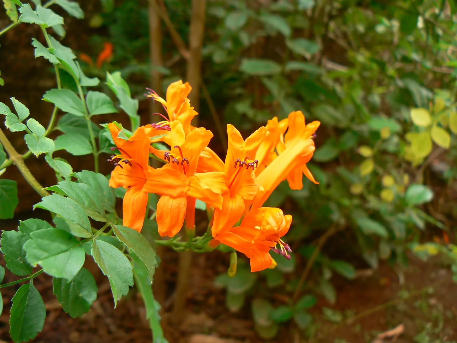 Orange Honeysuckle (Lonicera Ciliosa) — pruning may be required to shape the vine and control its spread