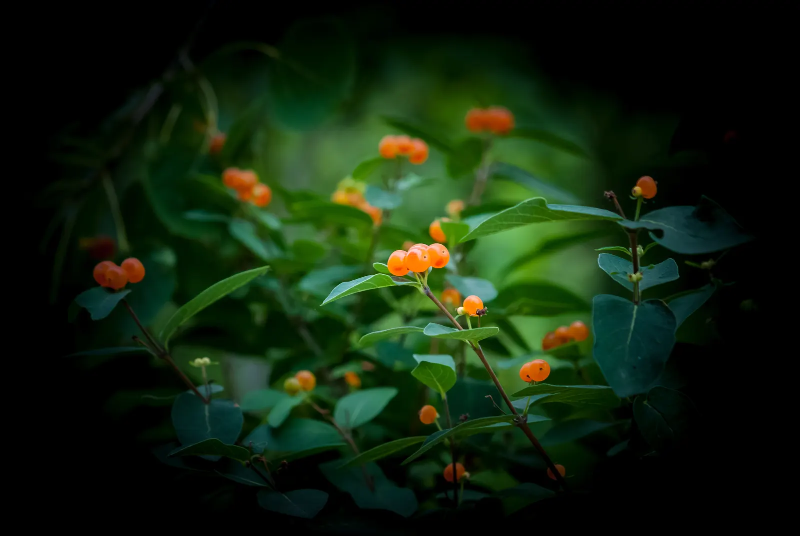 Orange Honeysuckle (Lonicera Ciliosa) — the plant produces translucent