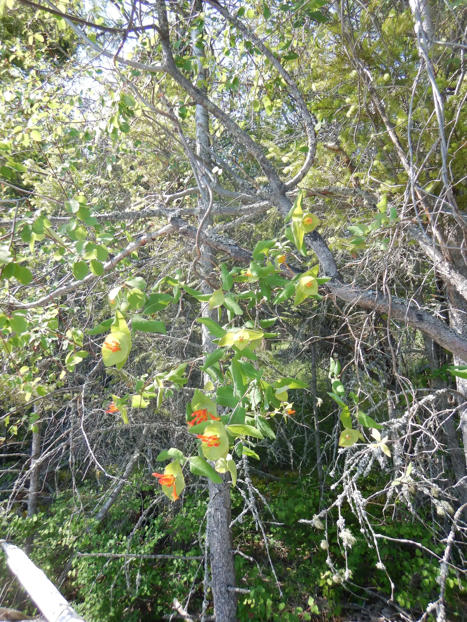 Orange Honeysuckle (Lonicera Ciliosa) — It can reach up to 20 feet in length, thriving in partial shade to full sun; which bloom from late spring to early