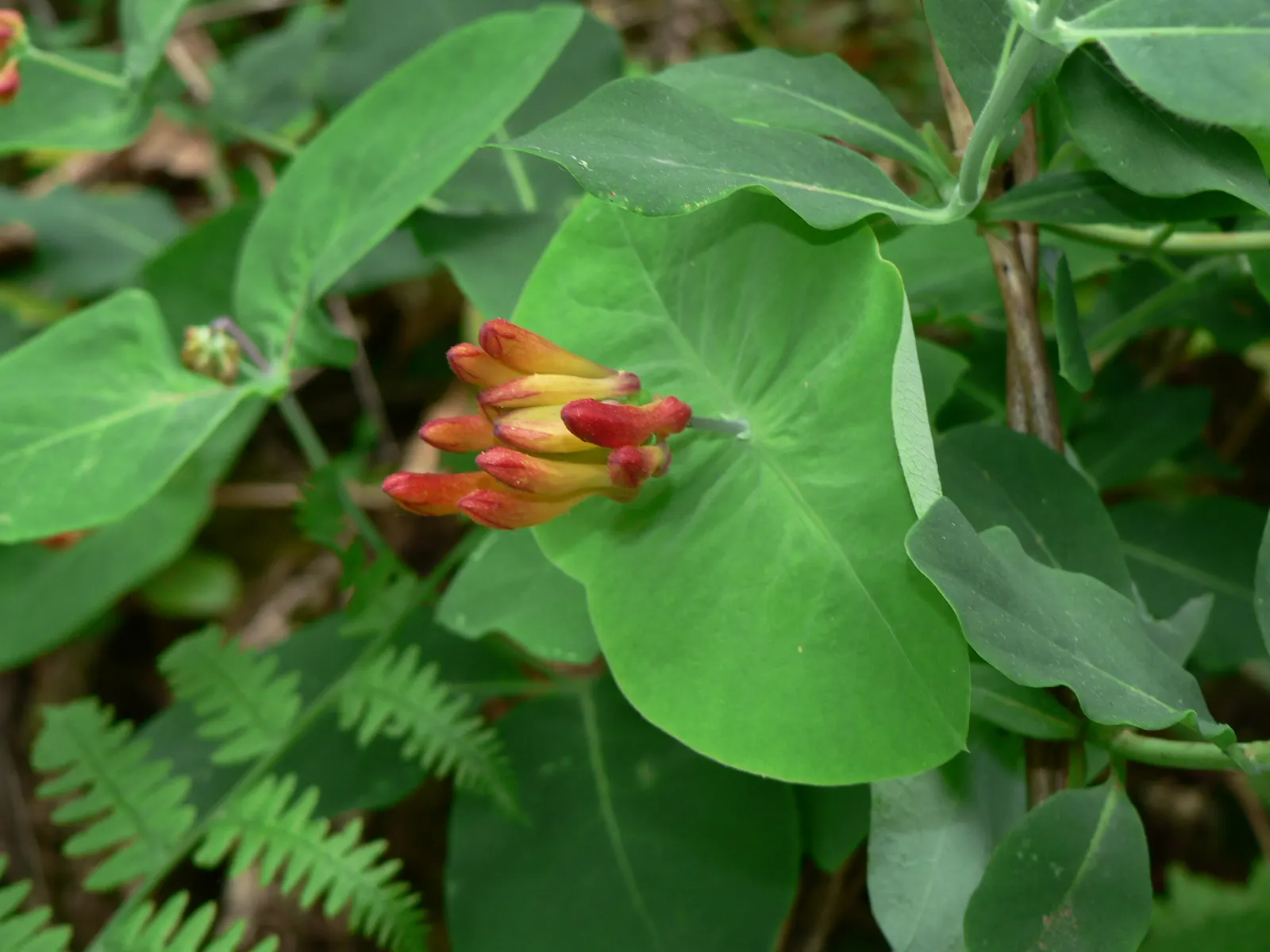 Orange Honeysuckle (Lonicera Ciliosa) — it is fairly drought-tolerant