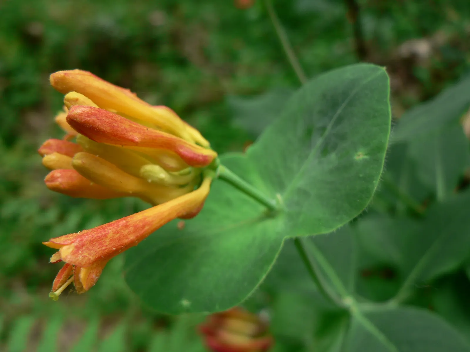 Orange Honeysuckle (Lonicera Ciliosa) — making it an excellent choice for trellises or fences in zones 4-9; these blooms are not only eye-catching but also