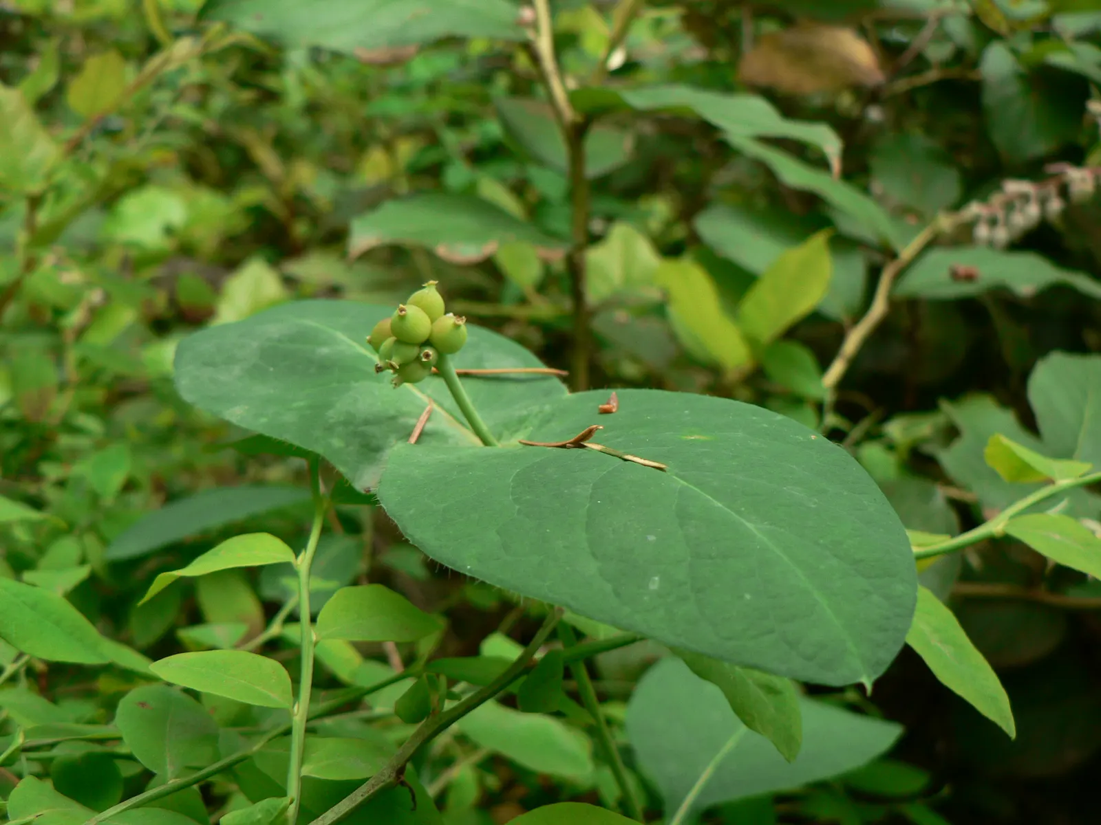 Orange Honeysuckle (Lonicera Ciliosa) — Each flower cluster is an arrangement of several individual blossoms, measuring about 1 to 2 inches in length