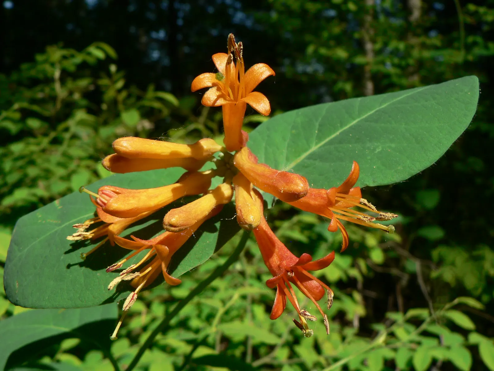 Orange Honeysuckle (Lonicera Ciliosa) — This deciduous perennial is hardy and requires moderate water